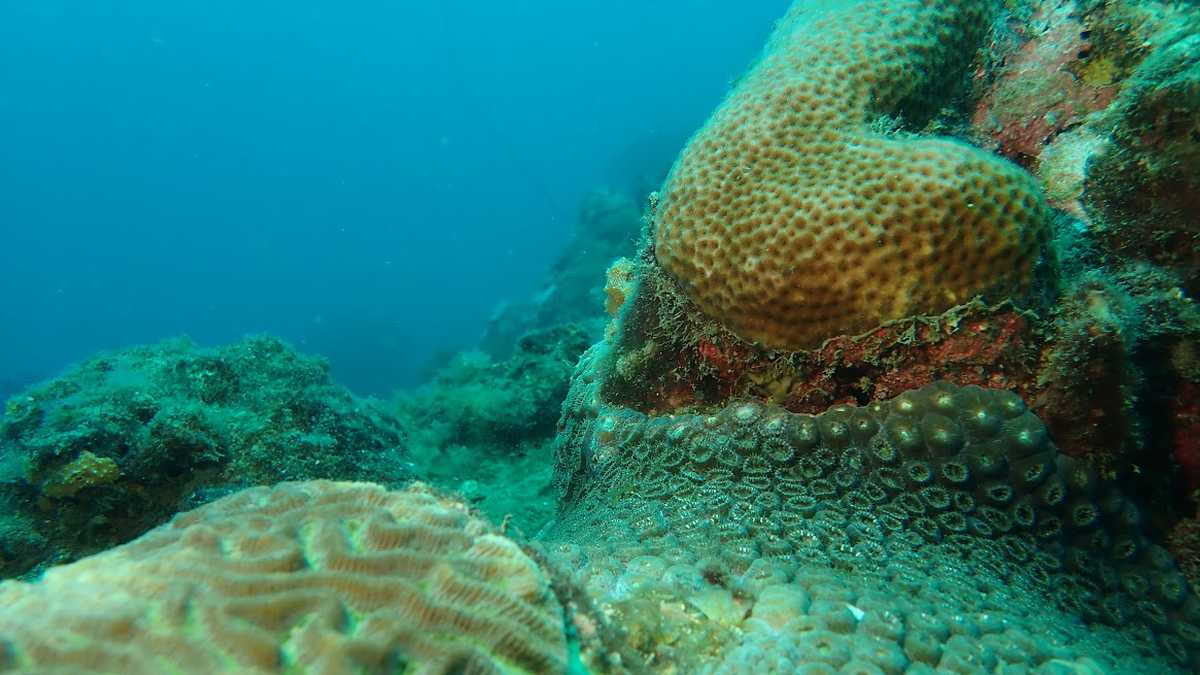 Imagen de archivo. A través de cultivos en tierra, buscan restaurar los corales en Providencia. Foto: Chevron