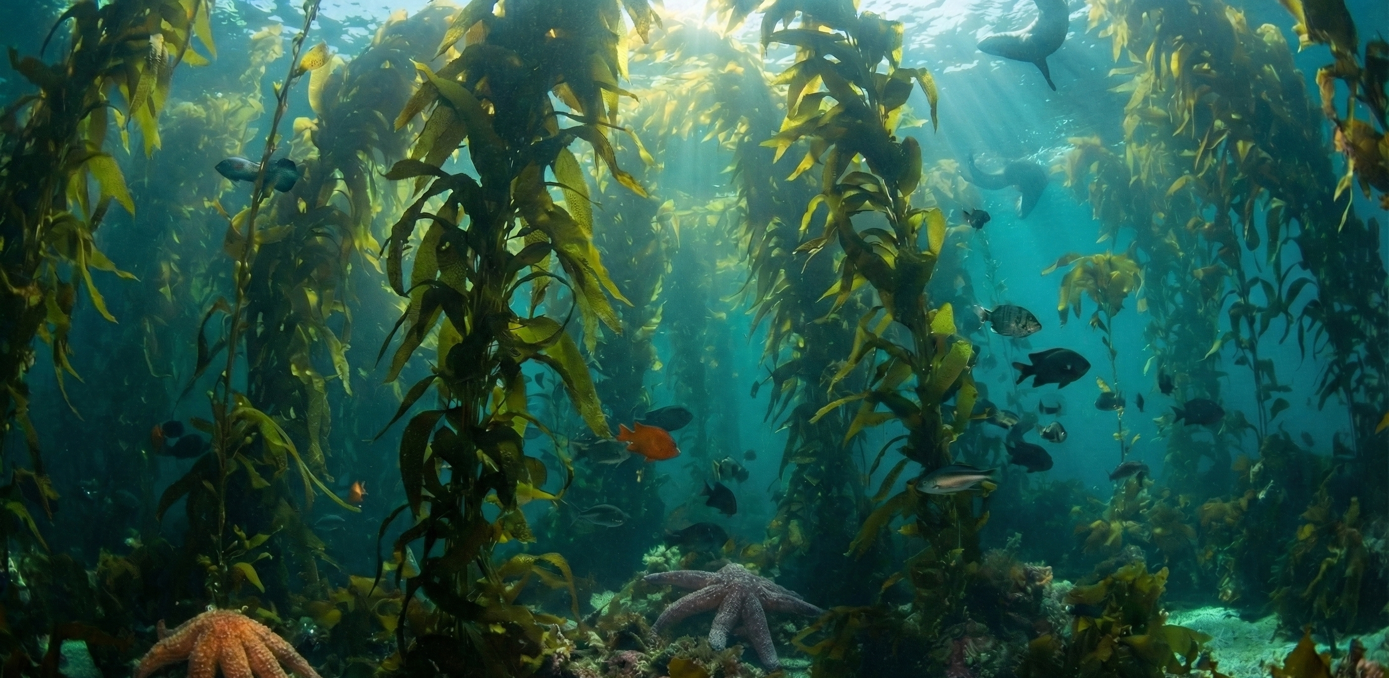 Los bosques de kelp sostienen la vida marina, pero retroceden en todo el planeta: desapareci&oacute; casi la mitad en 50 a&ntilde;os