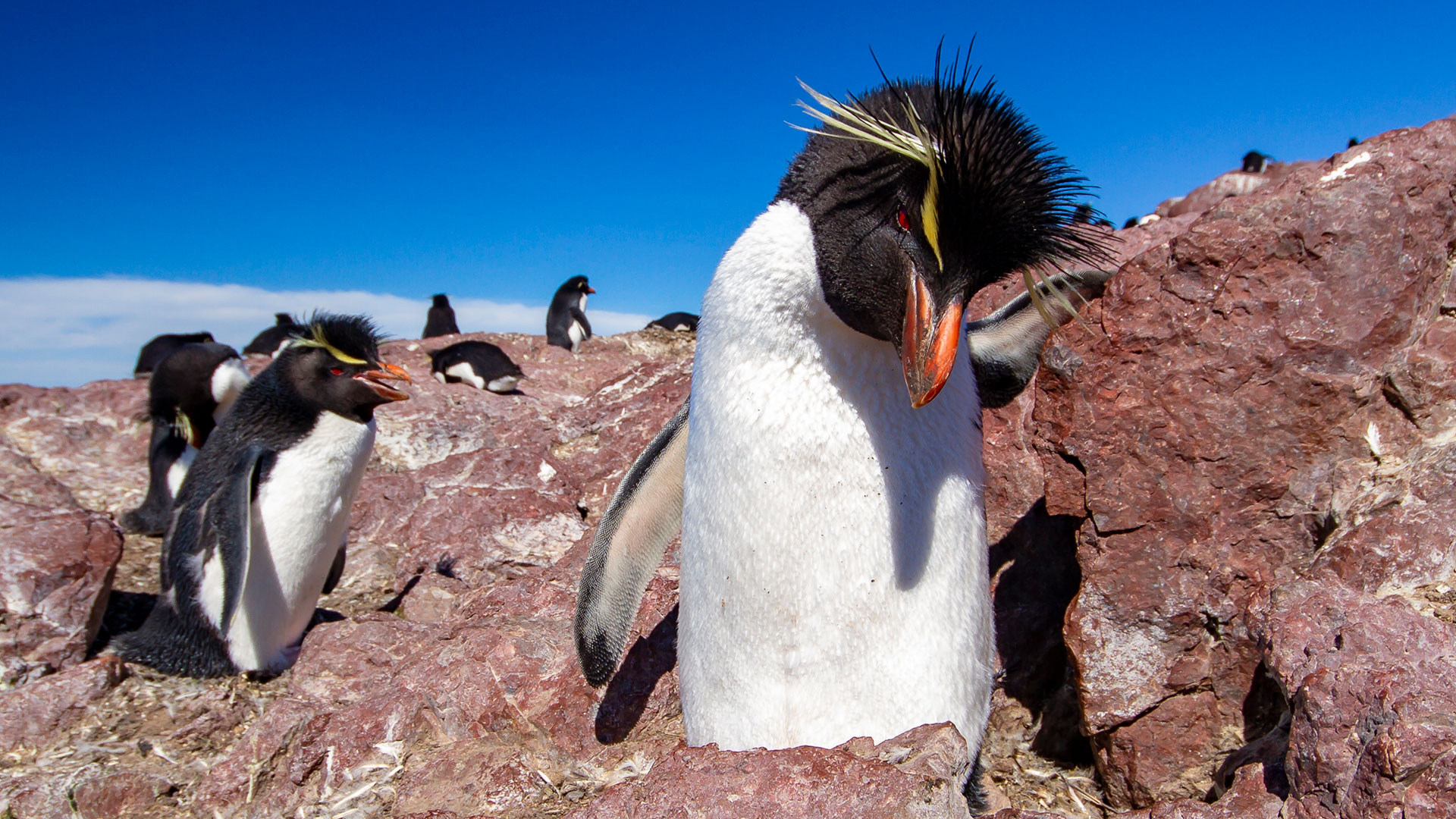 Elegante Y Llamativo Así Es El Pingüino De Penacho Amarillo Del Fin