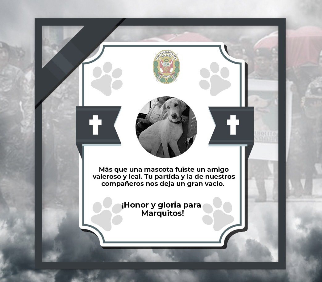 Homenajean a Marcos, perrito policía muerto durante operativo