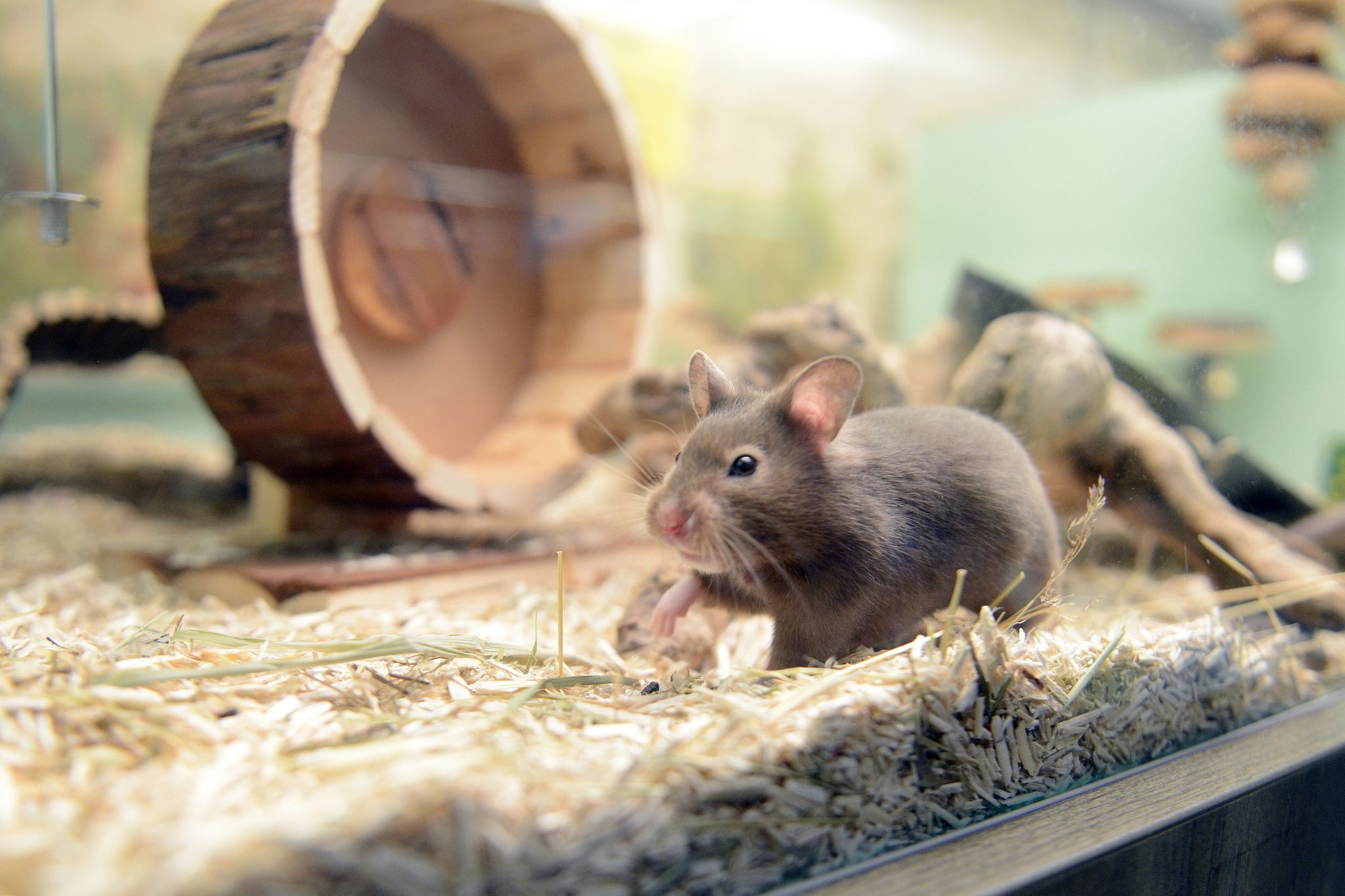 Las autoridades sanitarias europeas aseguraron que los animales con mayor riesgo de convertirse en reservorios del virus son los roedores domésticos
Foto: Caroline Seidel/dpa