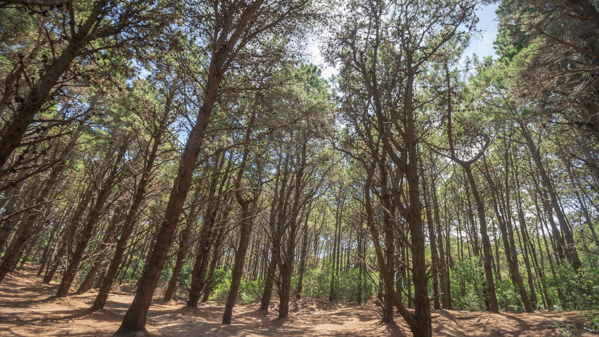 Costa Del Este La “playa Del Millón De Pinos” Y La Odisea De Fundar Una Pequeña Europa En La 5724