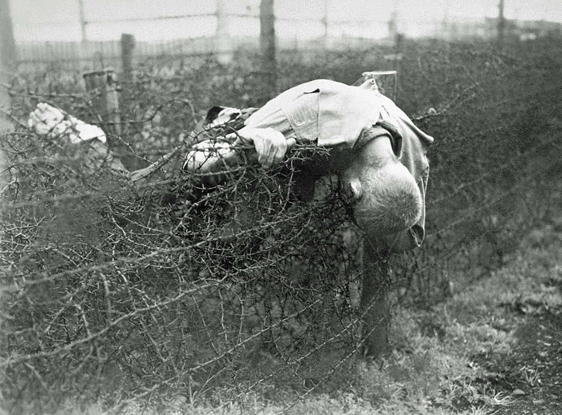 El cuerpo de un prisionero adolescente sobre los alambres de púas que rodeaban el campo de exterminio nazi (Galerie Bilderwelt/Getty Images)