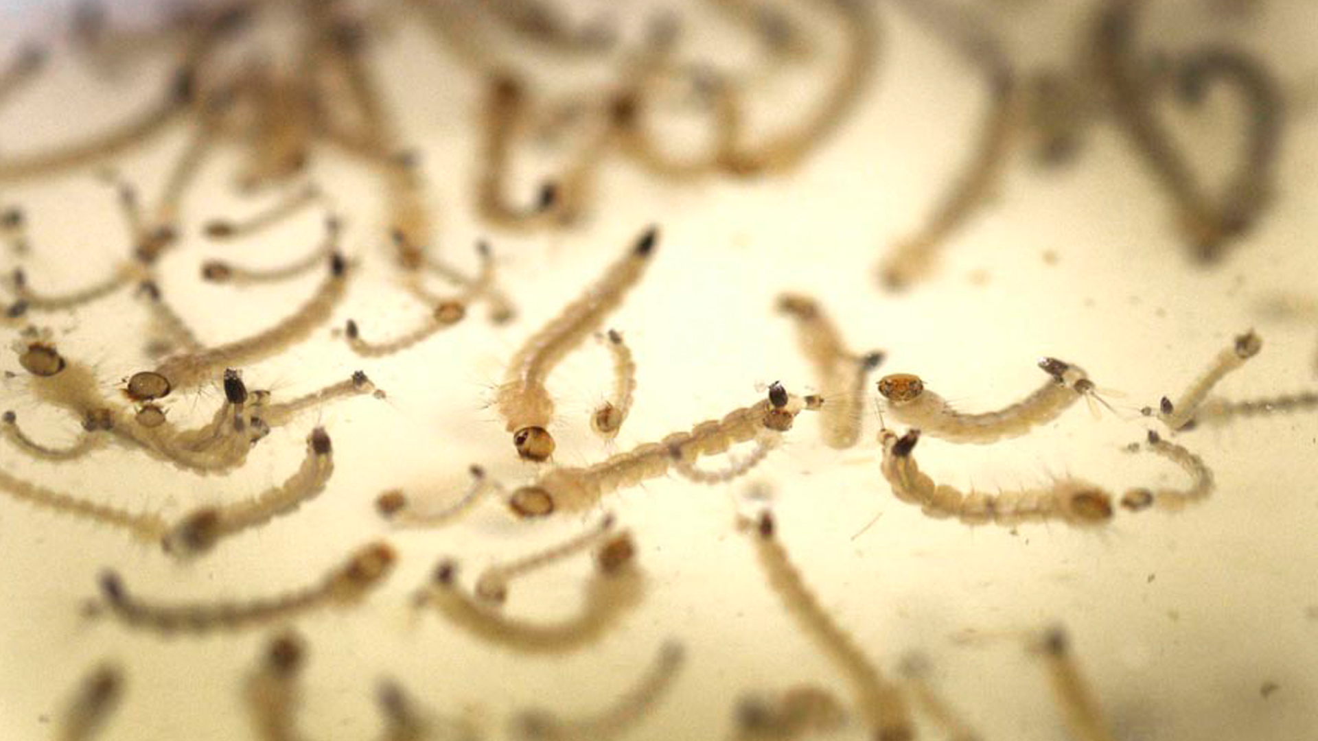 Las larvas de mosquito son unos de los puntos más difíciles de combatir, aunque la madrecita de agua es la solución, según los expertos / Archivo