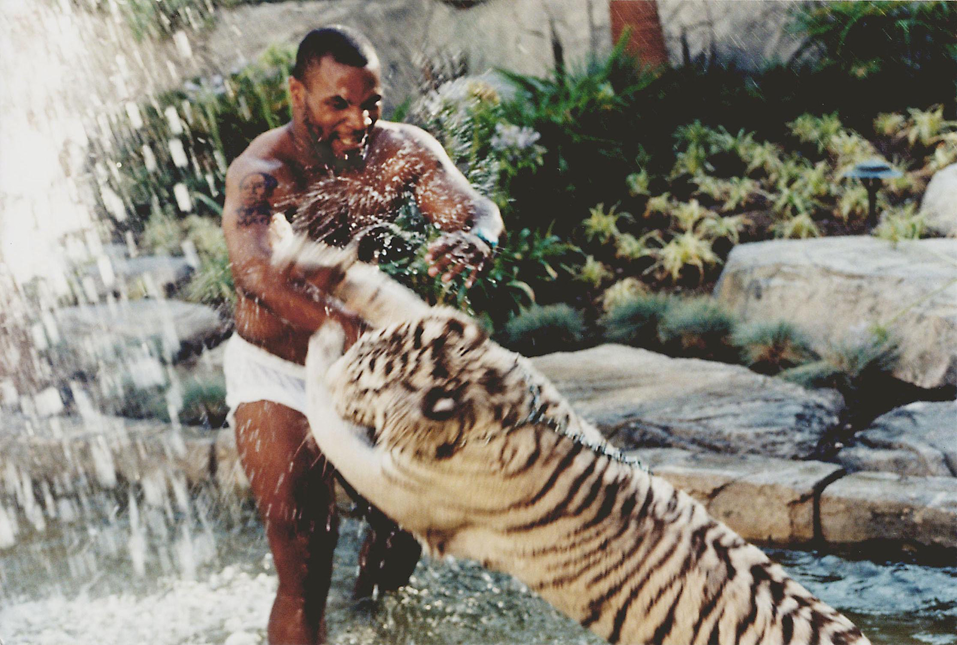 Mike Tyson Revelou Qual Foi A Pior Parte De Dormir Com Seus Tigres De