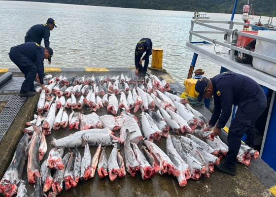 Tonelada de tiburones mutilados es decomisada en Bahía Solano