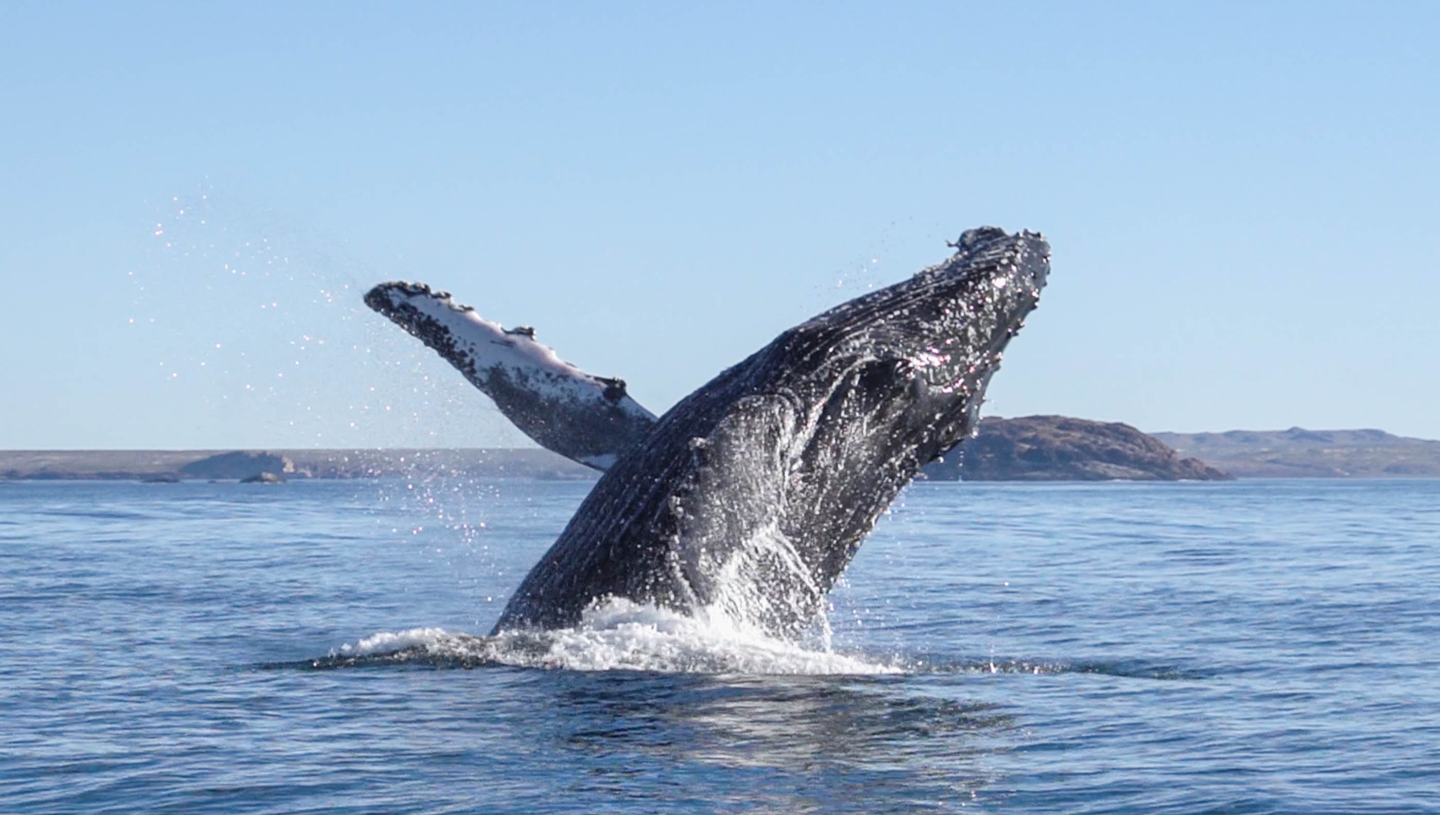 ?Las cenizas de los Andes impulsaron la evoluci&oacute;n de ballenas gigantes? Esto explican los cient&iacute;ficos