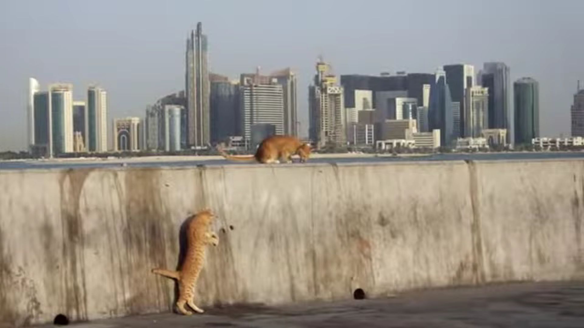 La población de gatos callejeros en Doha no se pudo reducir a pesar de las medidas tomadas por el gobierno Qatarí (Captura de pantalla TNR Qatar)