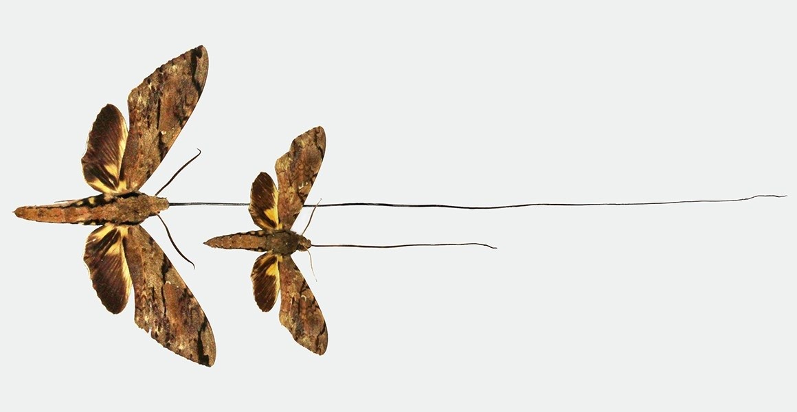 Las antenas de las mariposas son delgadas con puntas en forma de garrote, en comparación con las antenas plumosas o con forma de peine de las polillas (Europa Press)
