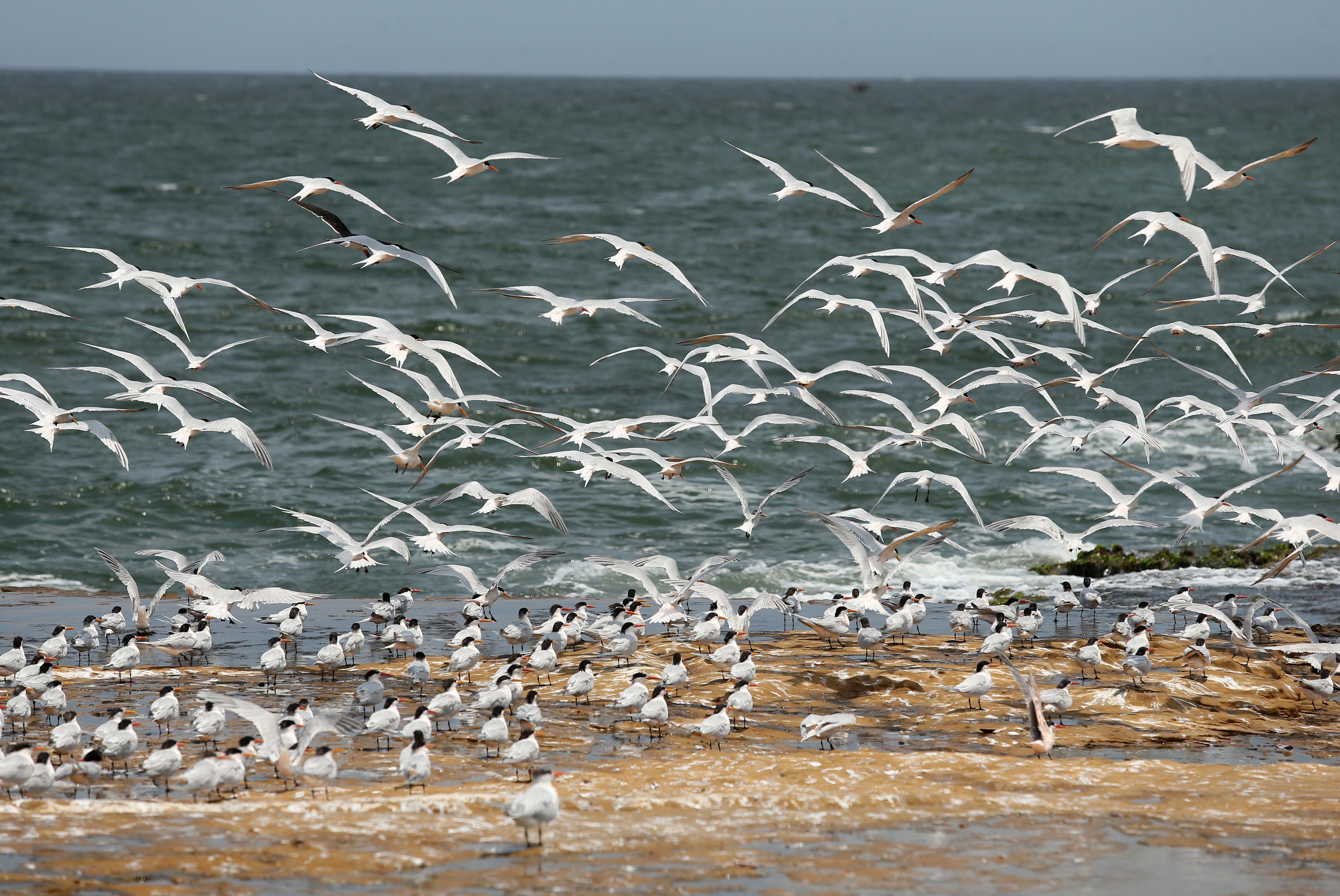 Una bandada de gaviotas en la caleta de pescadores "lagunillas" dentro de la Reserva de Paracas la cual es una de las Áreas Naturales Protegidas del Perú (ANP), en una fotografía de archivo. EFE/Ernesto Arias
