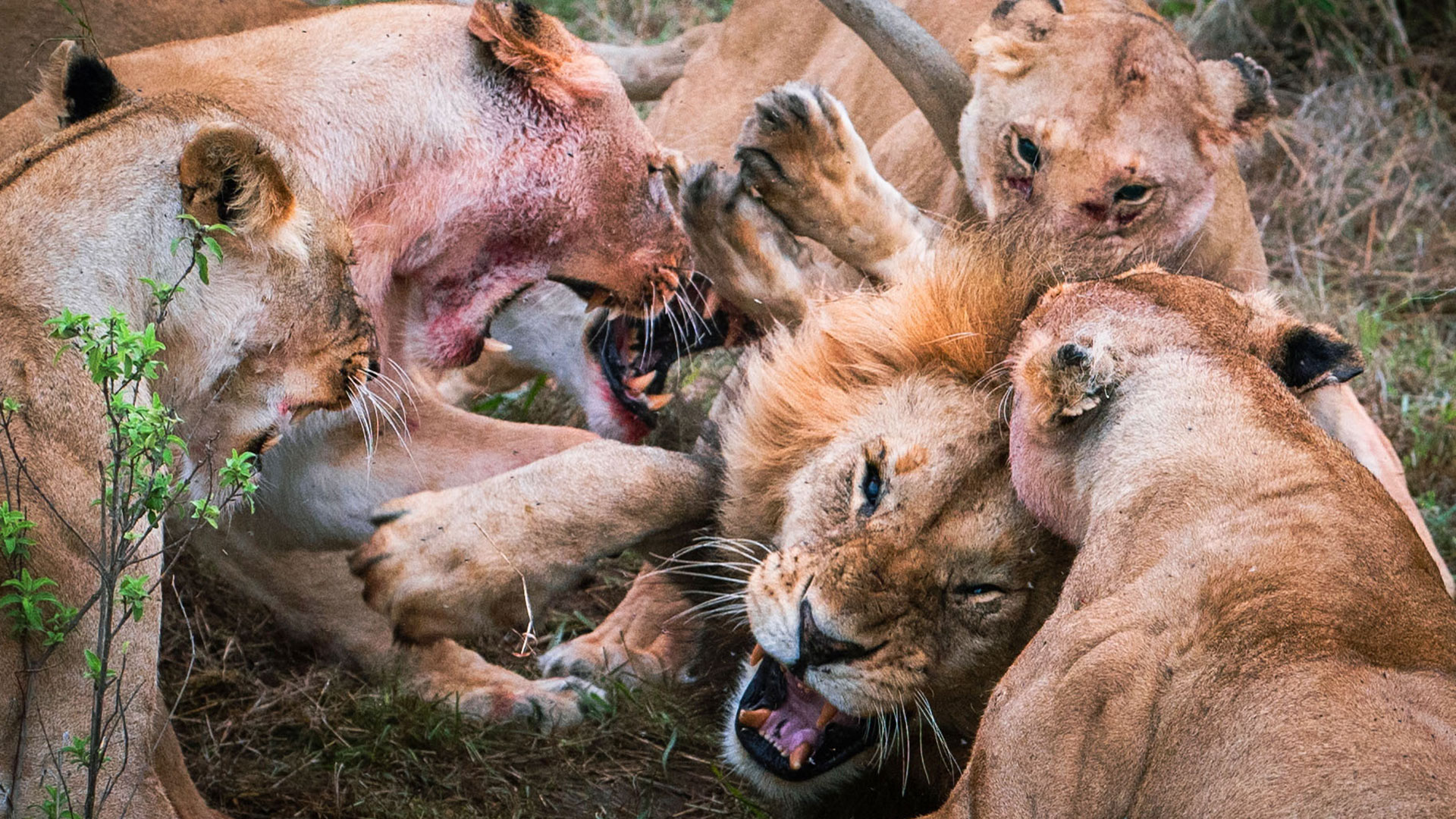Las fotos de la brutal pelea entre una manada de leonas y un león: trató de  robar comida de los cachorros y perdió un testículo - Infobae