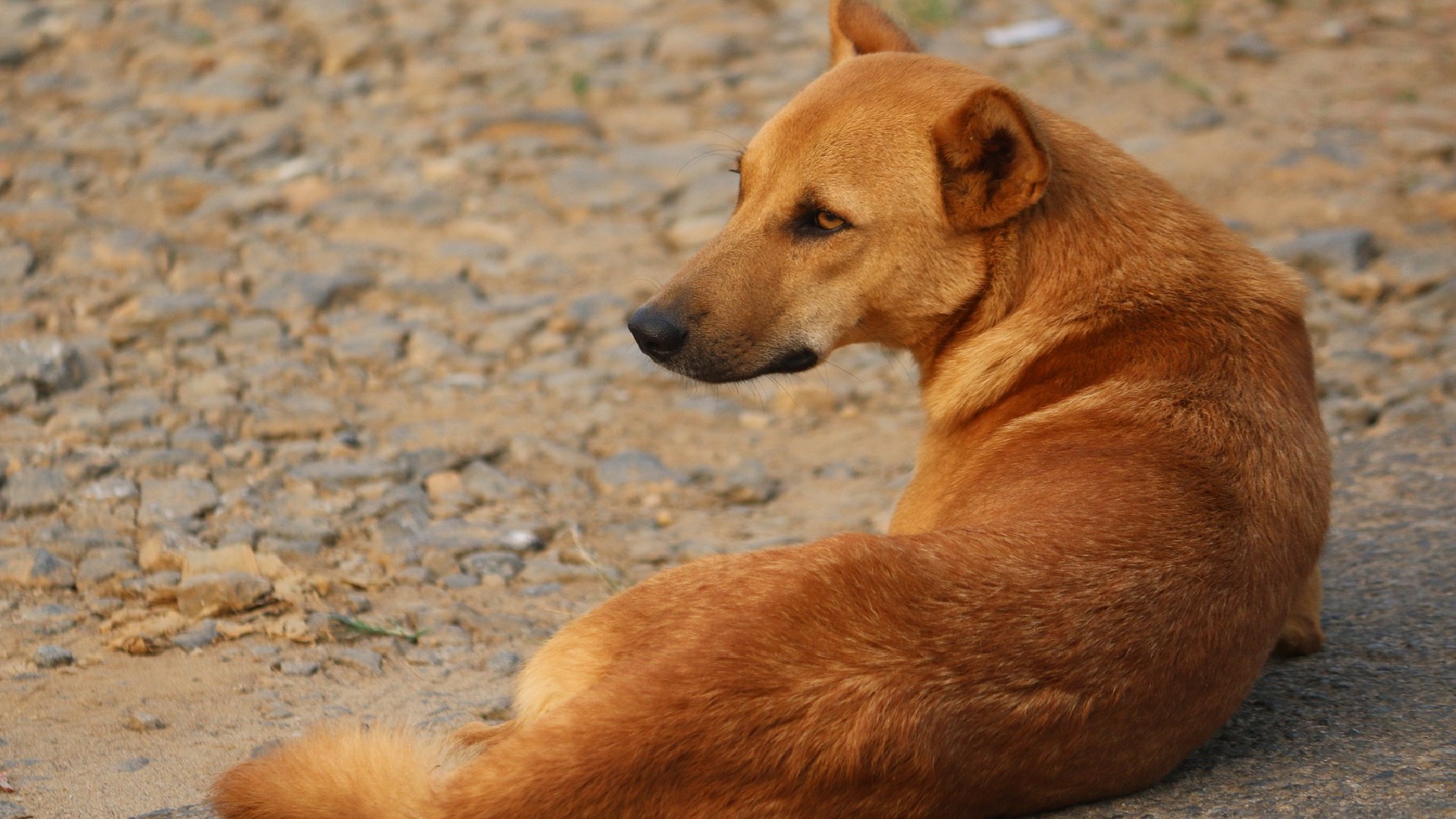 Abandonar a un cachorro se convierte practicamente en una "sentencia de muerte" explicó la organización Four Paws (Pixabay)