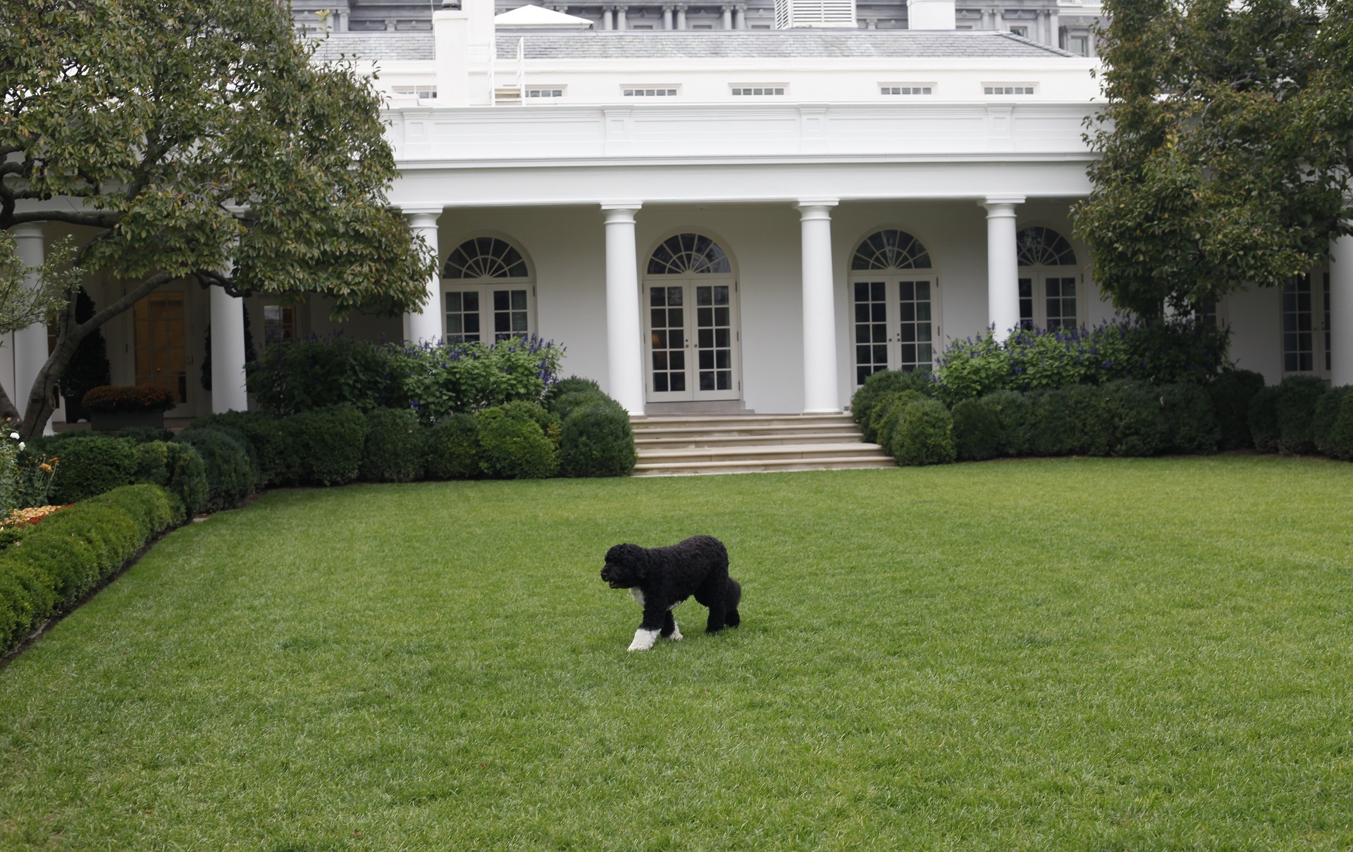 Bo, en el Rose Garden de la Casa Blanca (AP)