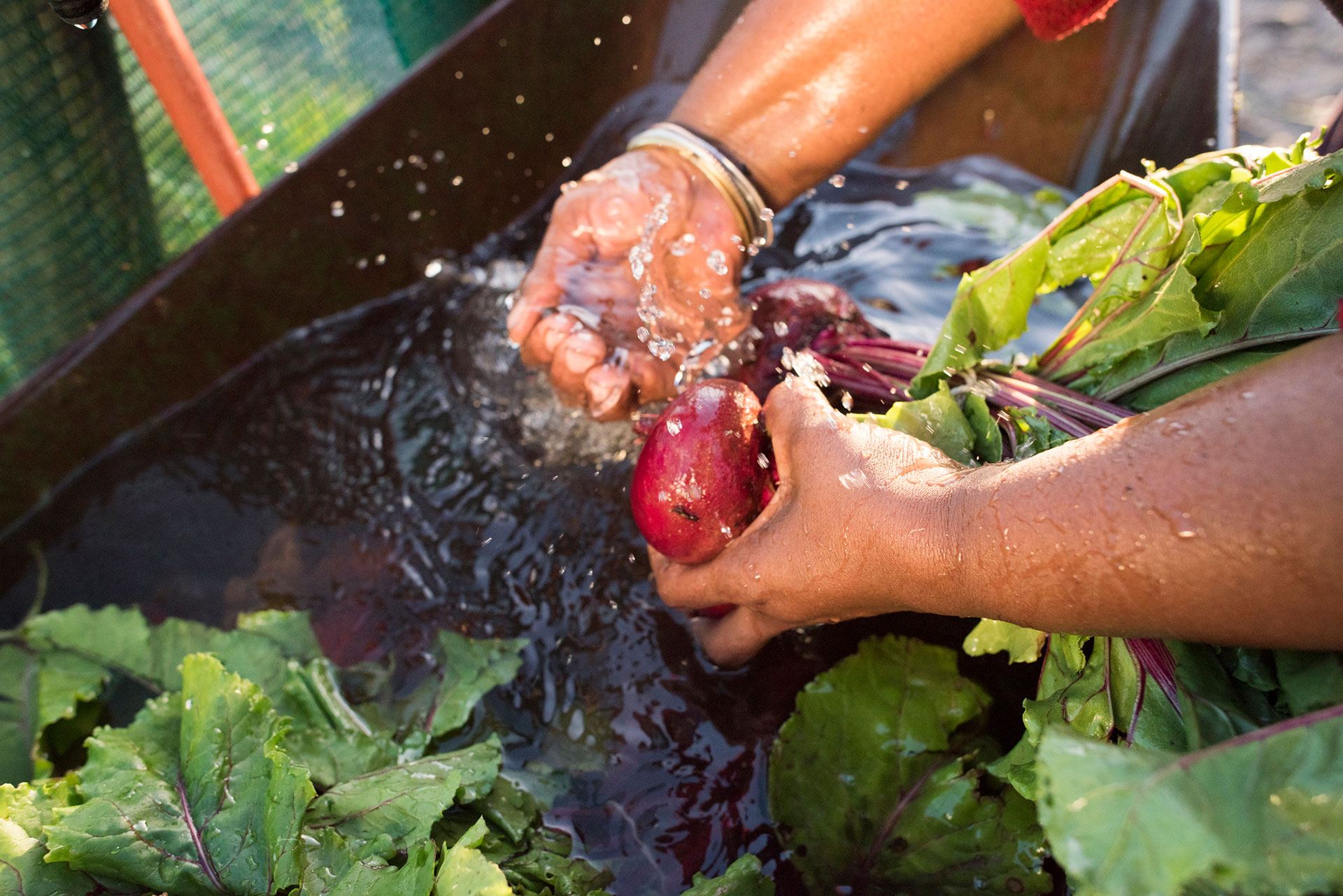 Es esencial lavar las frutas y las verduras antes de consumirlas / Crédito: Getty