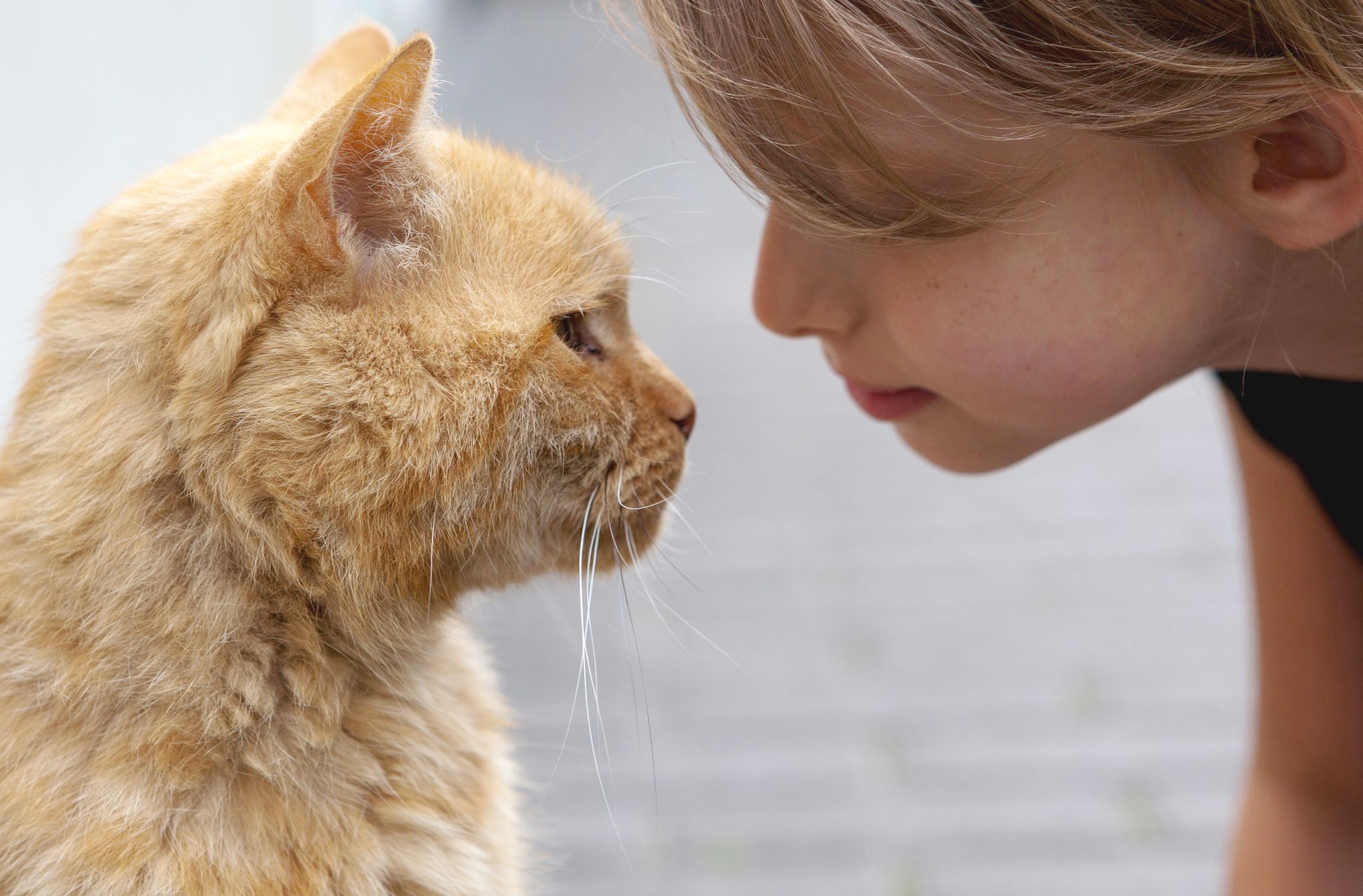 Humanos y gatos: ¿es una relación de amor o de simple conveniencia?Foto: Silvia Marks/dpa