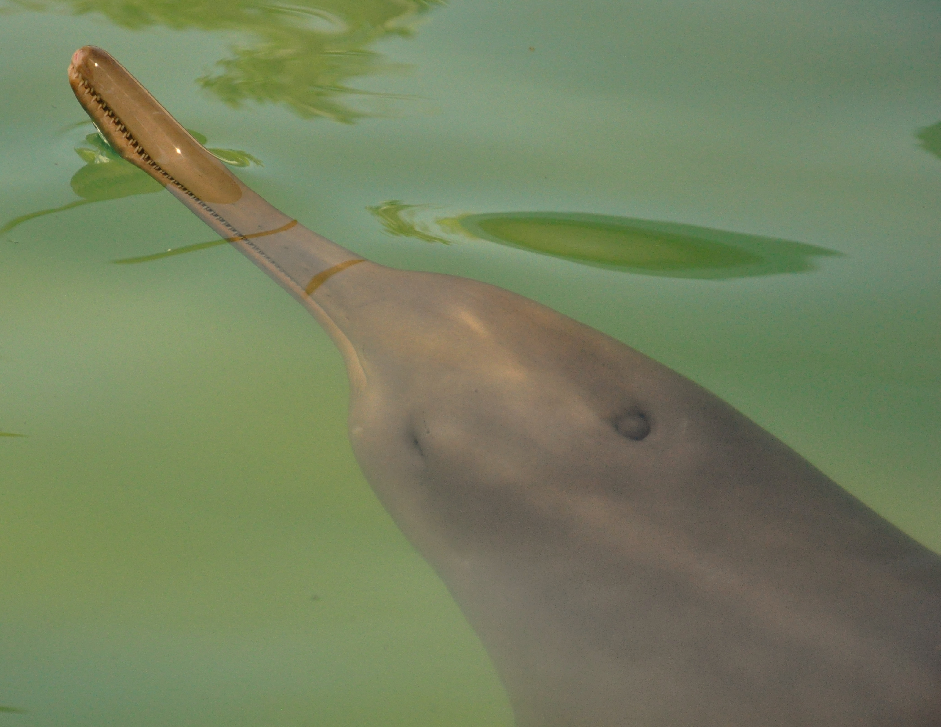 Delfín franciscana: la historia del misterioso animal que surgió en el Río de la Plata y ahora está en riesgo