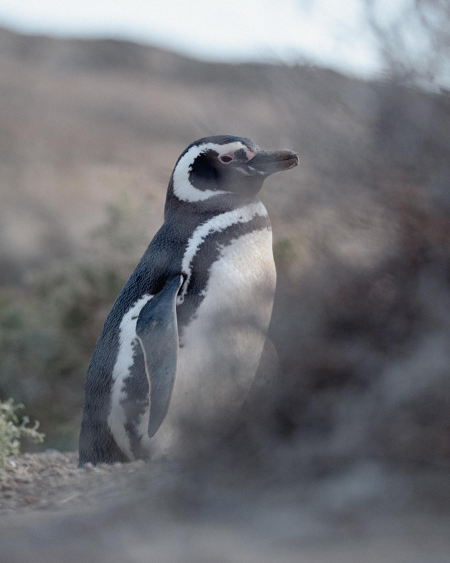 Uno de los pingüinos que habita en la Reserva El Pedral, en Chubut, que García Borboroglu ayudó a crear/Archivo