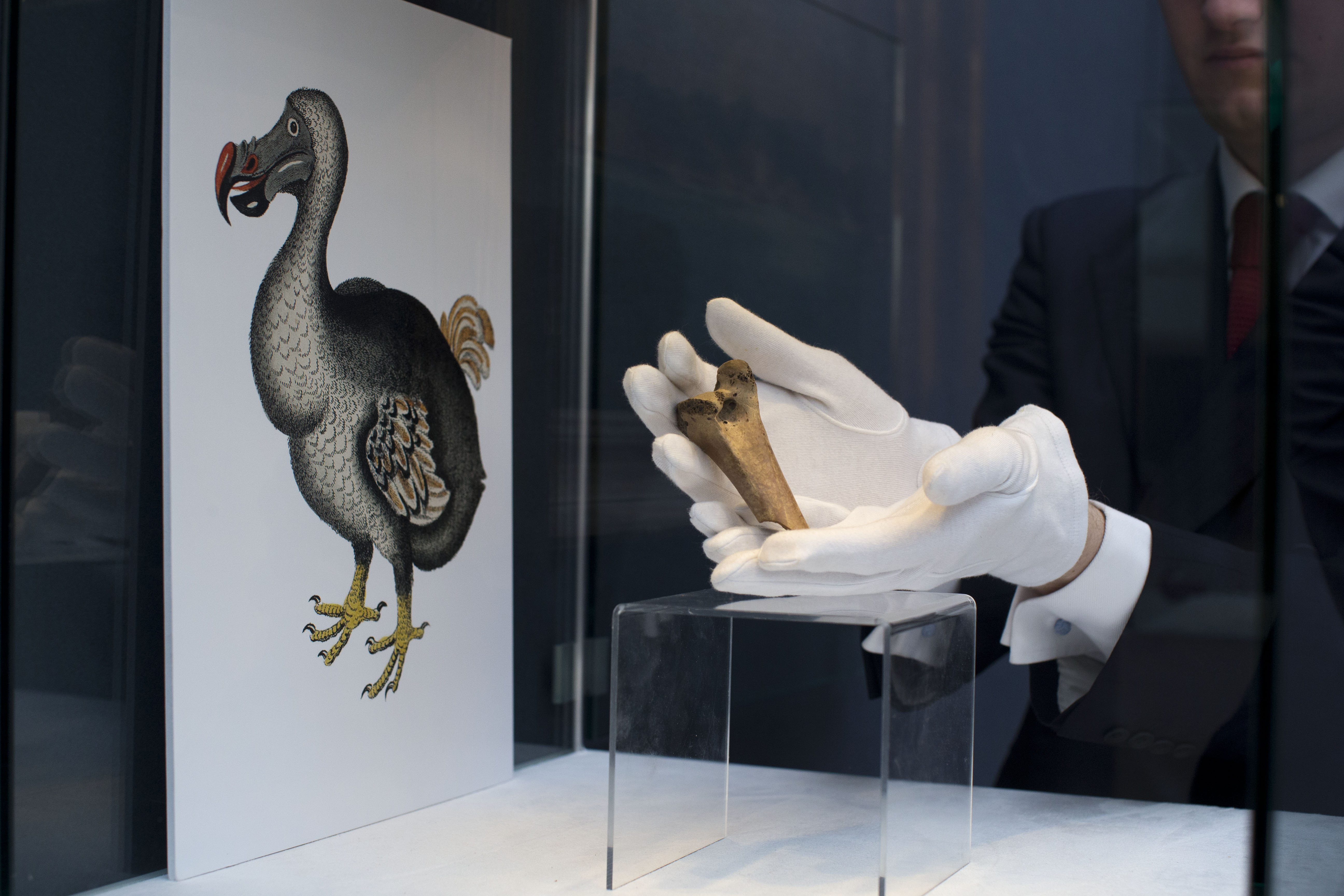 FILE - A rare fragment of a dodo's femur is displayed next to an image of a member of the extinct species at a Christie's auction house in London on March 27, 2013. (AP Photo/Matt Dunham, File)