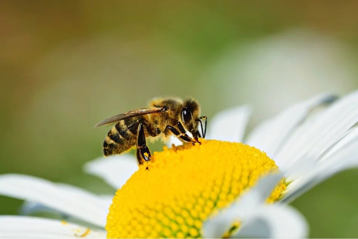Como los humanos, las abejas pueden diferenciar entre números pares e impares