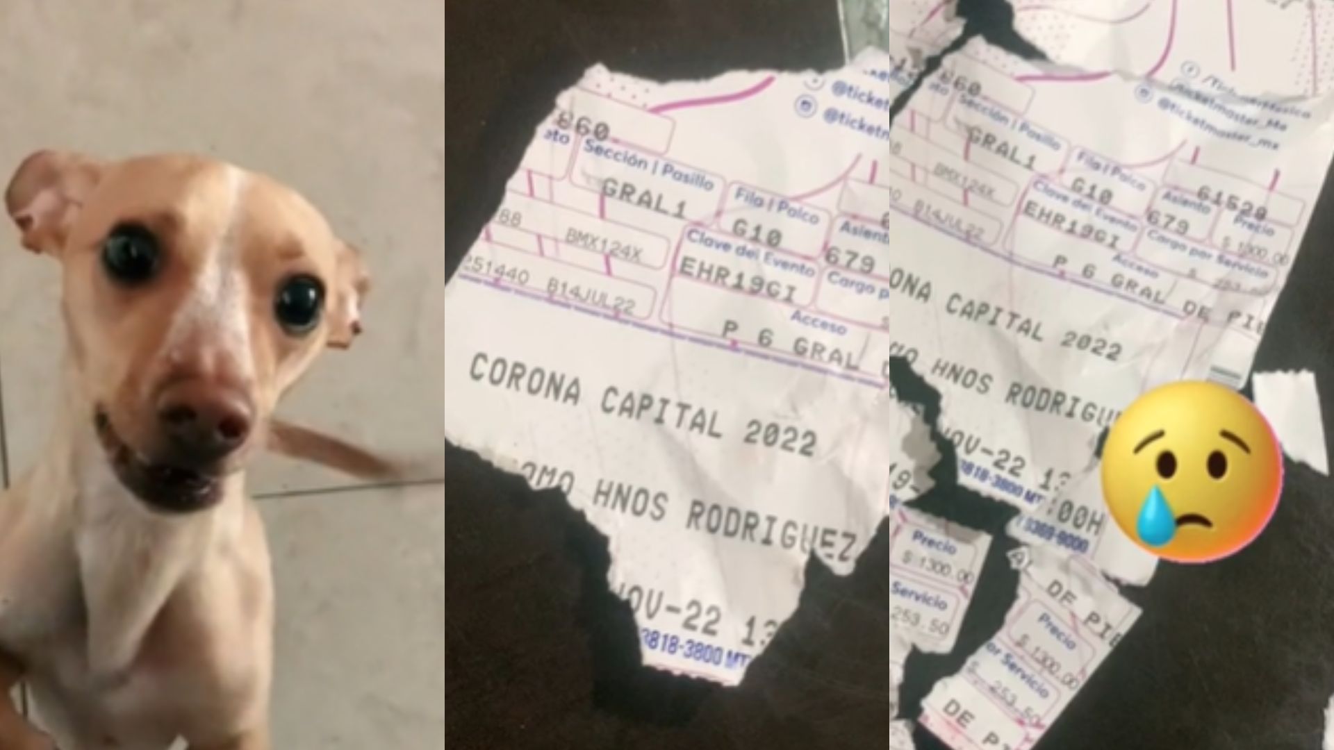 A chiweenie dog tore up a Saturday ticket for Paramore, Arctic Monkeys and other bands to perform (Screenshot)