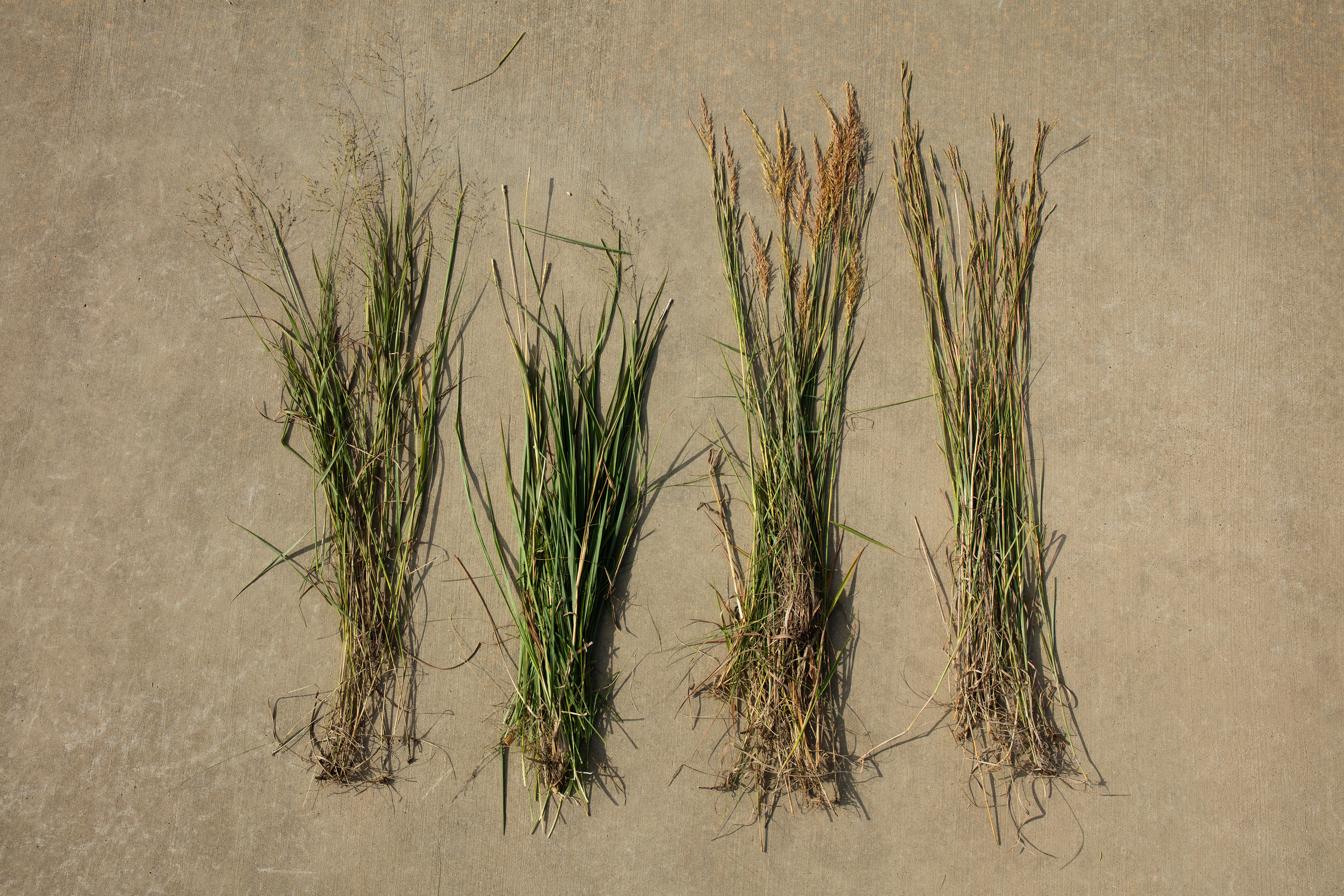 Examples of native grasses that rancher Adam Isaacs is trying to restore on grazing land for his cattle, in Canadian, Texas, Sept. 2, 2020. Regenerative grazing, a method that can reduce weeds in an overgrazed field without using pesticides and encourage regrowth of desirable grasses and plants, might also aid the planet by sequestering more carbon in the soil. (George Steinmetz/The New York Times)