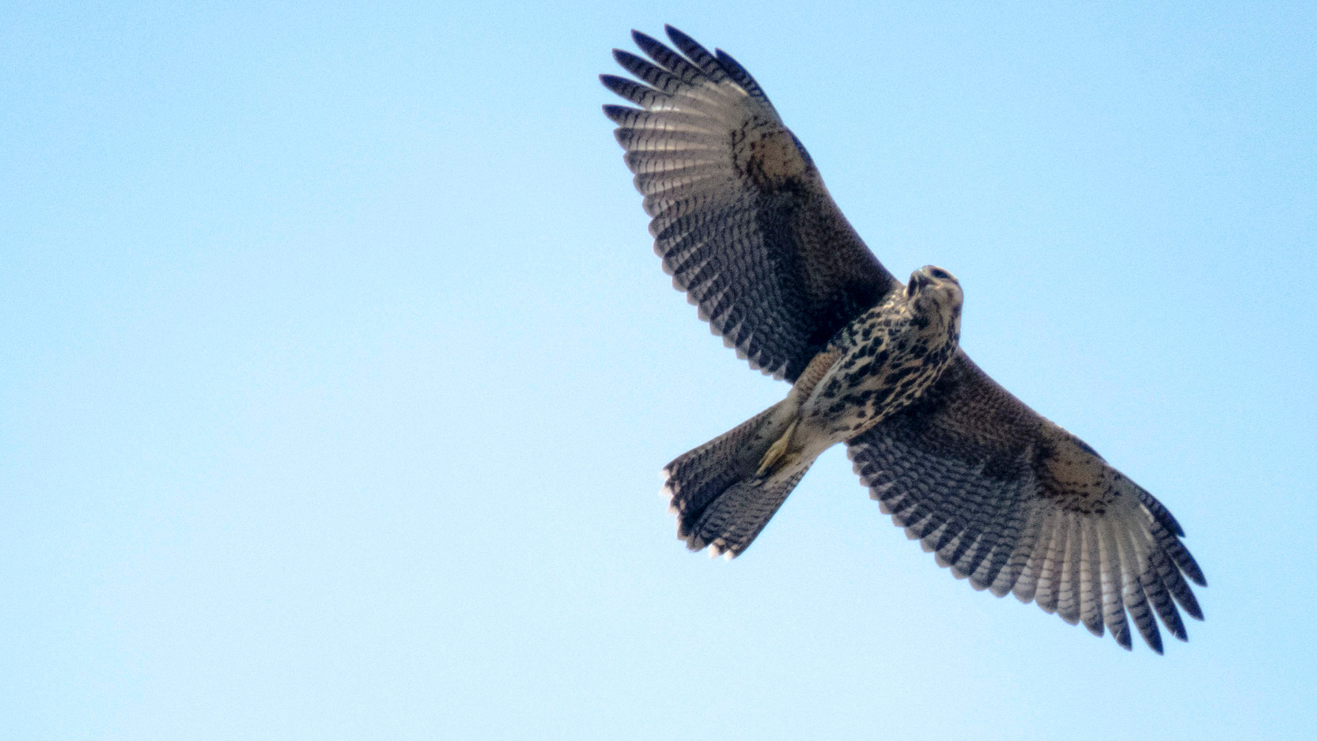 Aves rapaces en la ciudad de Buenos Aires: ¿a qué se debe el extraño  fenómeno de su presencia? - Infobae