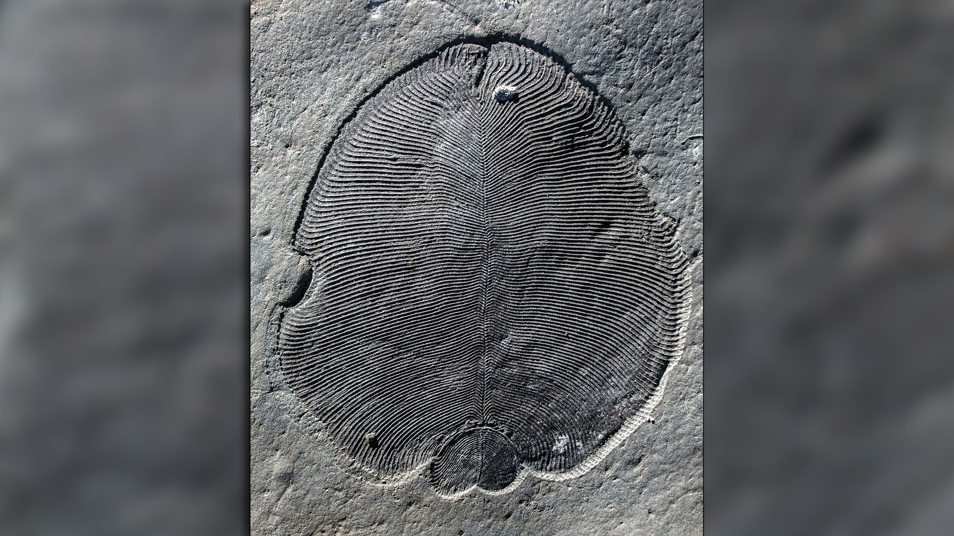 Dickinsonia es el animal ancestro del hombre más antiguo conocido de la Tierra. Eran ovalados y planos, medían varias decenas de centímetros de longitud y vivían en el fondo de los océanos