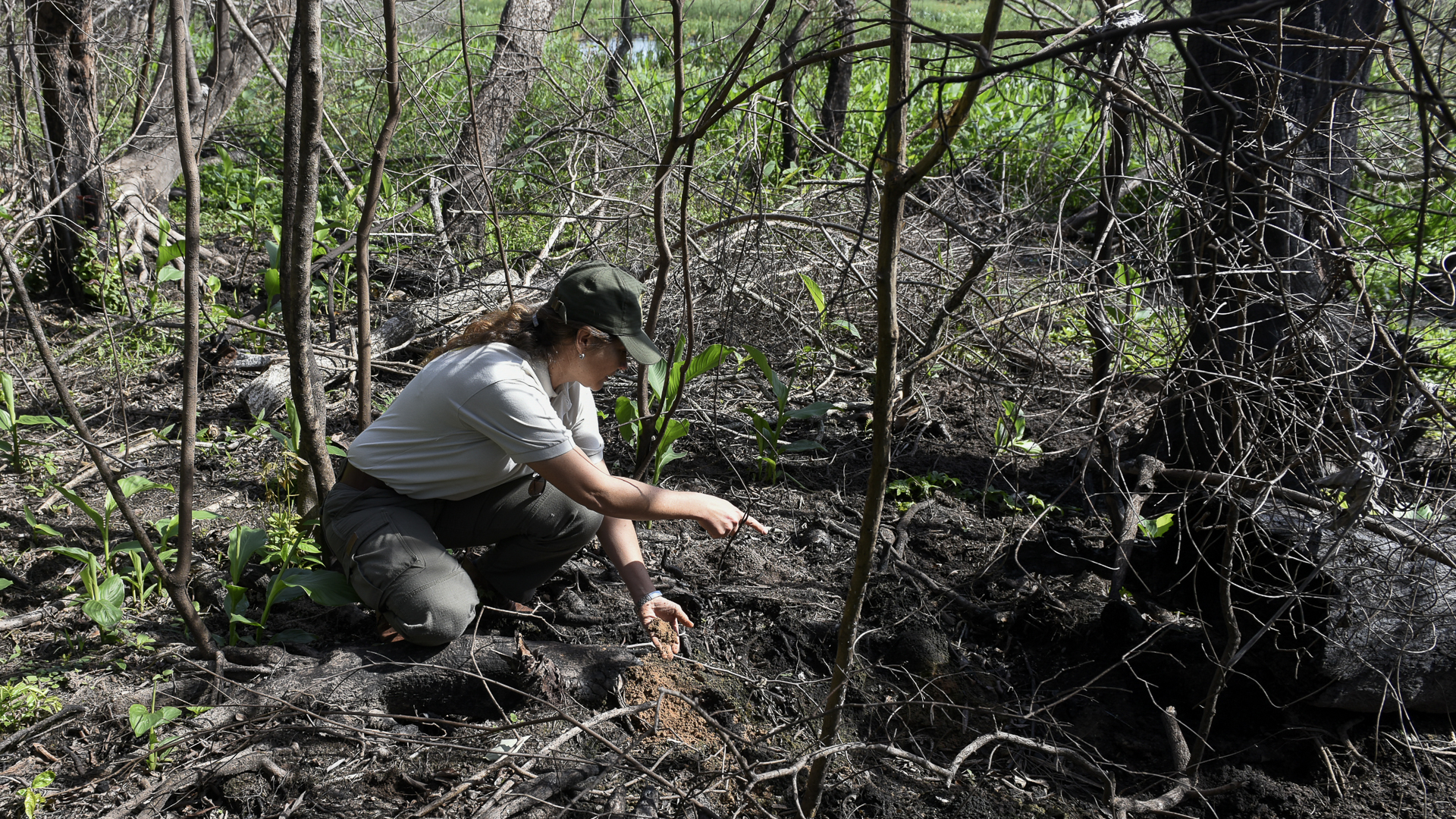 La bióloga Lorena Paszko revisa la tierra quemada, entre árboles calcinados por el fuego y rebrotes nacidos tras las intensas lluvias de marzo y abril (Fotos: Gustavo Gavotti)