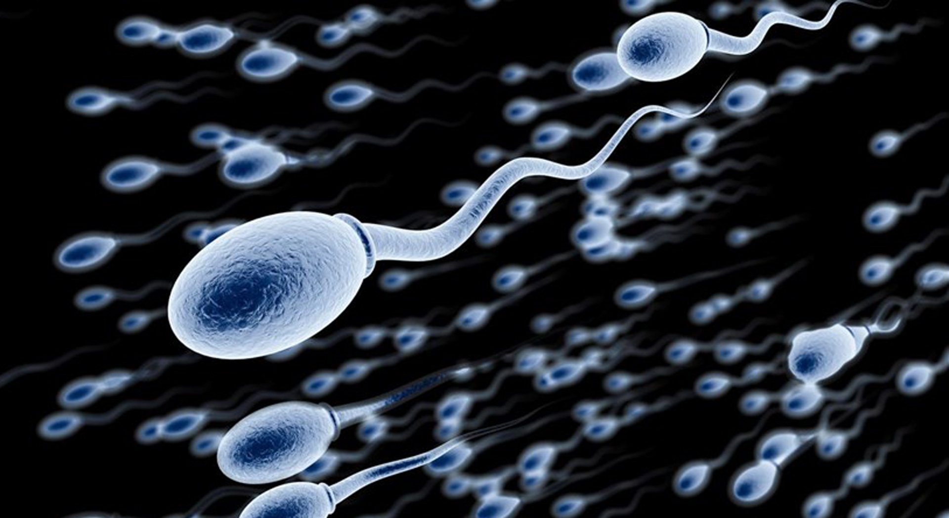 Millones de espermatozoides buscan llegar al óvulo