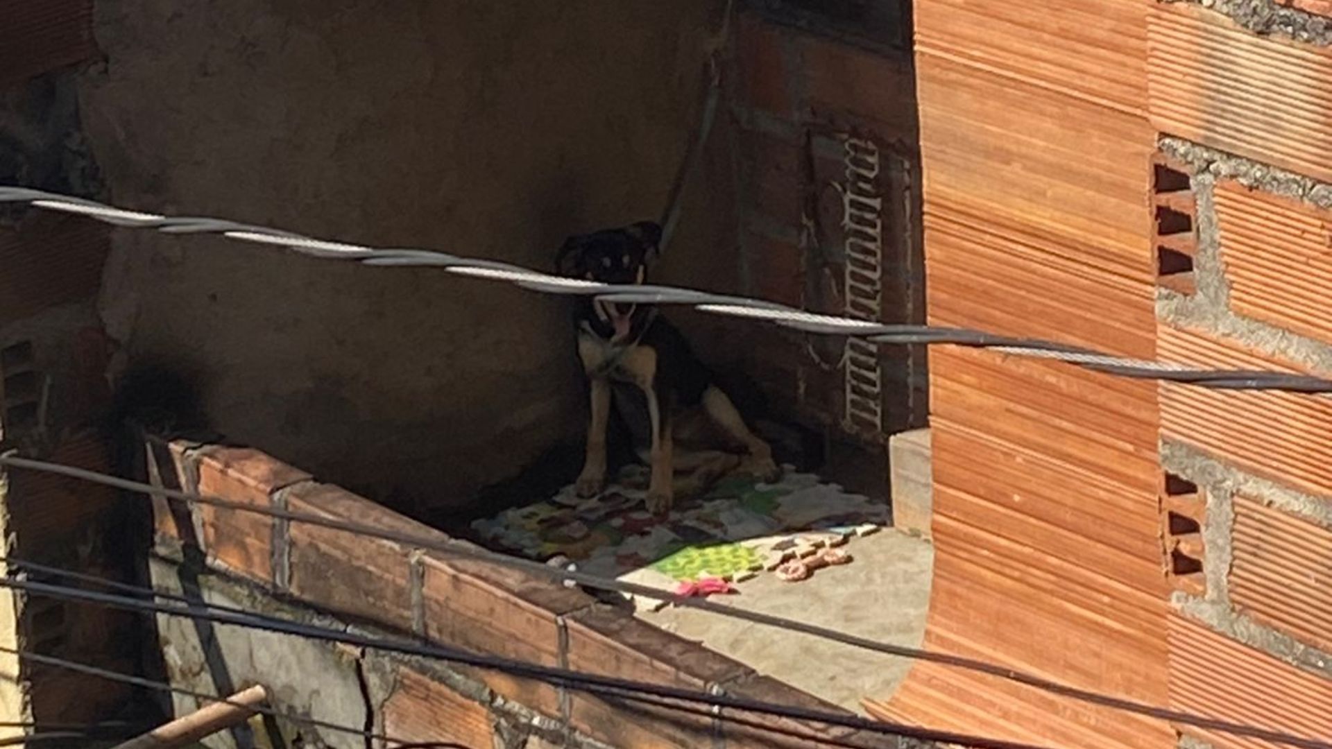 Se pronunció sujeto que agredió a un perro en Bucaramanga: “No supe manejar  la ira” - Infobae, image size:1920x1080