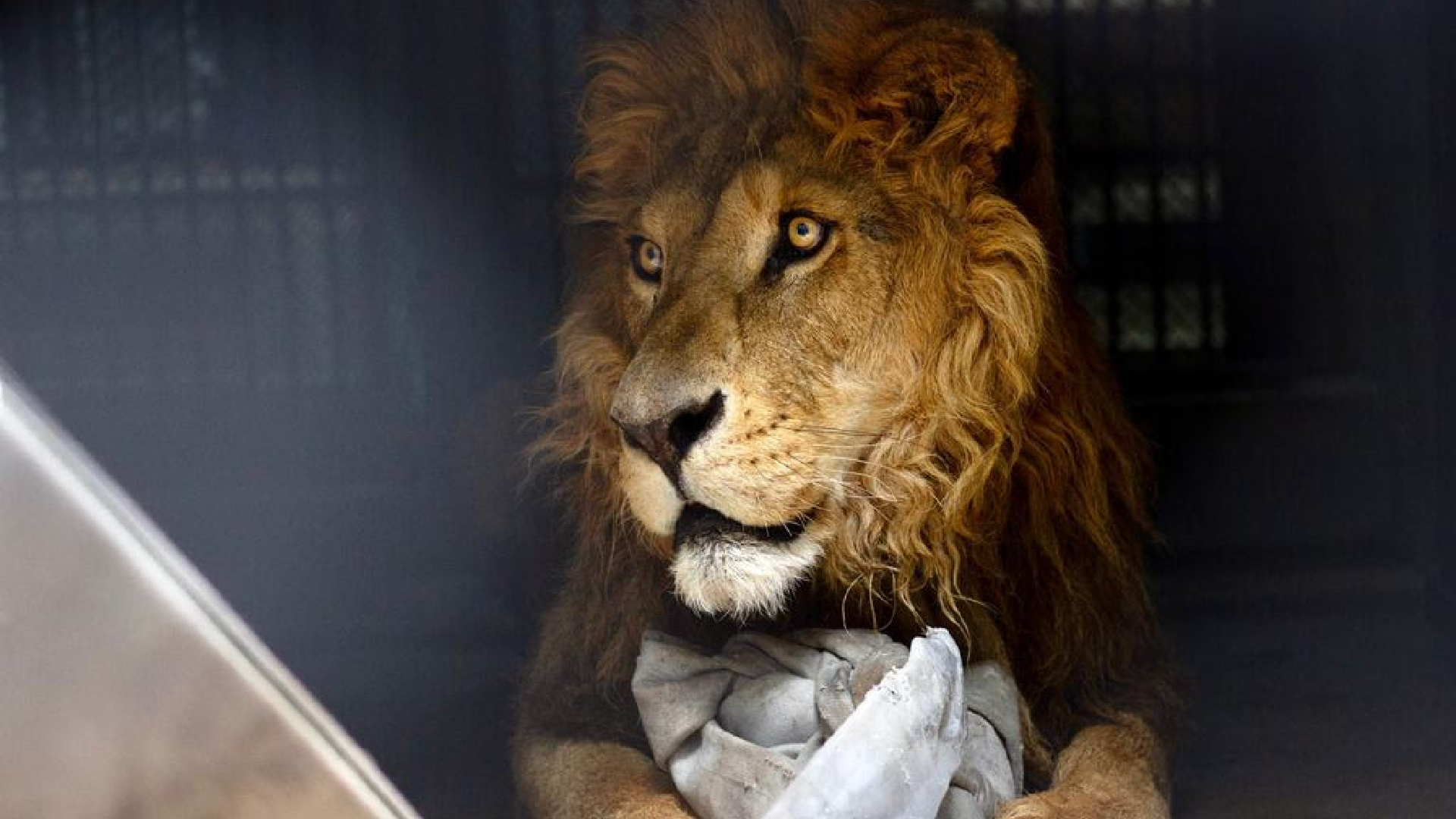 Felinos rescatados: siete leones y una tigresa iniciaron su rehabilitación  en el Zoológico de Chapultepec - Infobae