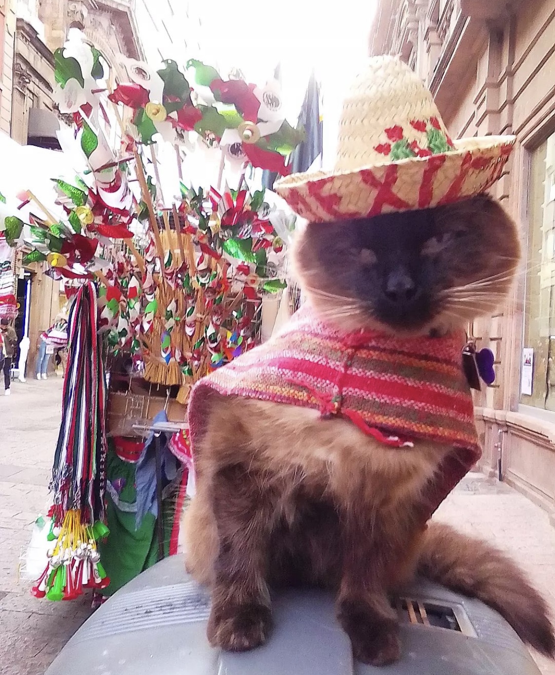 Bodoque el gato que se robó las miradas con sombrero y traje para celebrar las fiestas patrias.  (Foto: Instagram @bodoque_gato)