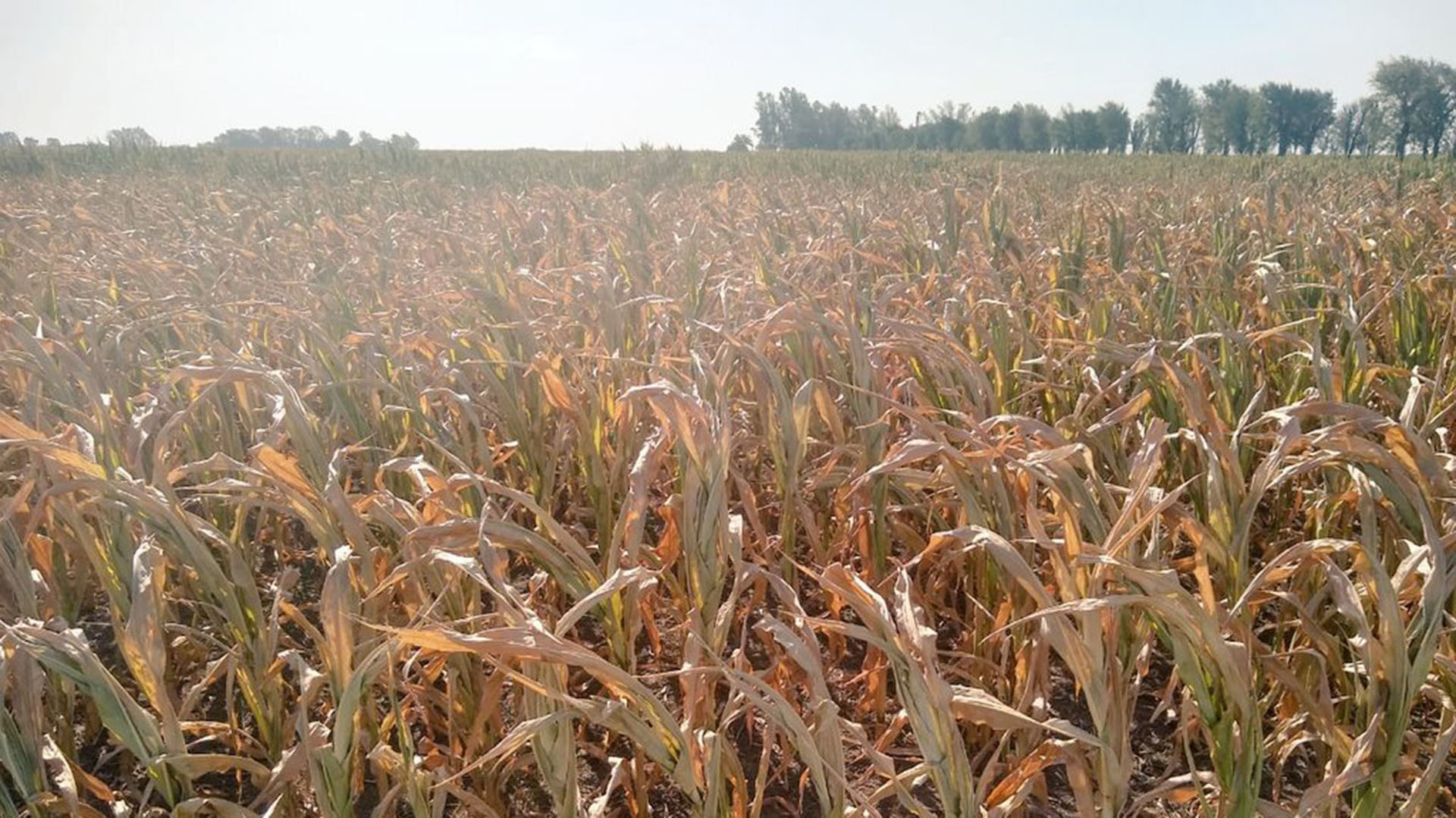 El 42,5 % de los cuadros de maíz temprano a lo largo del área agrícola nacional, se encuentran con una condición hídrica entre regular y sequía. 