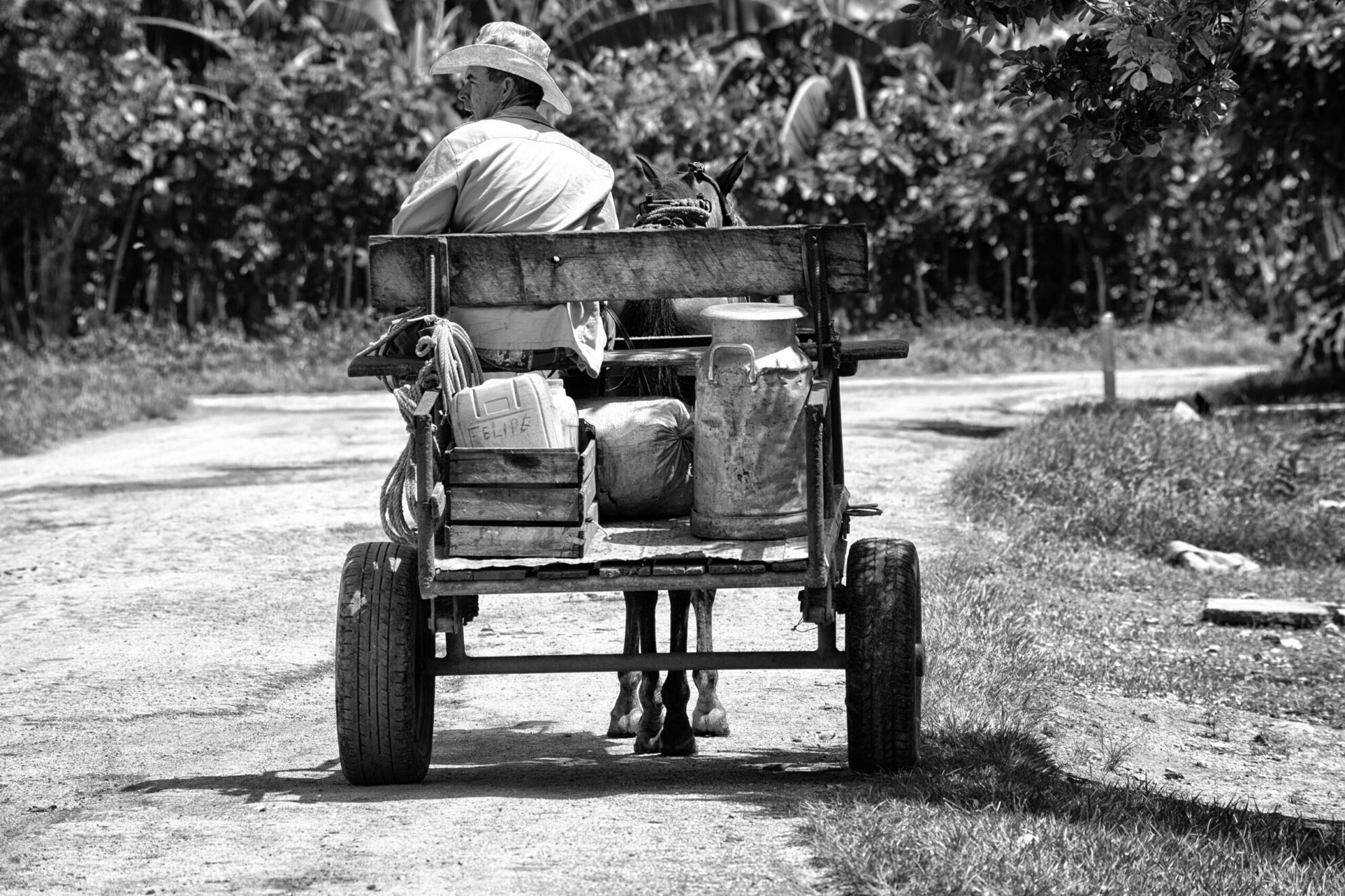 Así trasladan la producción lechera hasta los centros de acopio la mayoría de los campesinos cubanos. El gobierno paga 5, 17 o 20 CUP por litro de leche, dependiendo de su calidad, según la medida aprobada el 1ro de noviembre de 2021 que esperaba alzar su producción. En el mercado negro alcanza los 35 CUP el litro. 