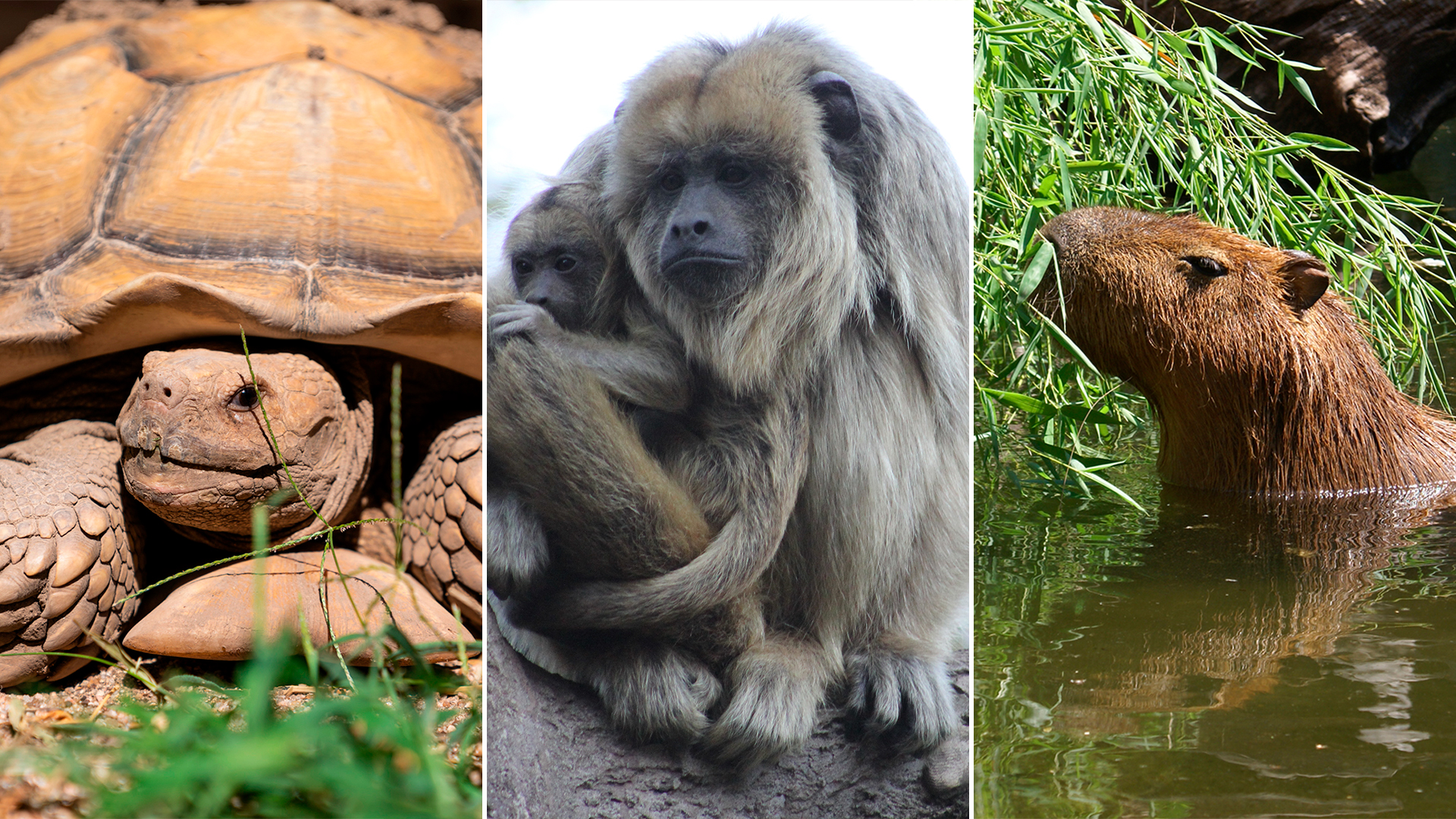 El tráfico de fauna silvestre es un delito penado por la ley nacional 22.421 y numerosas leyes provinciales y municipales a lo largo y ancho del territorio argentino