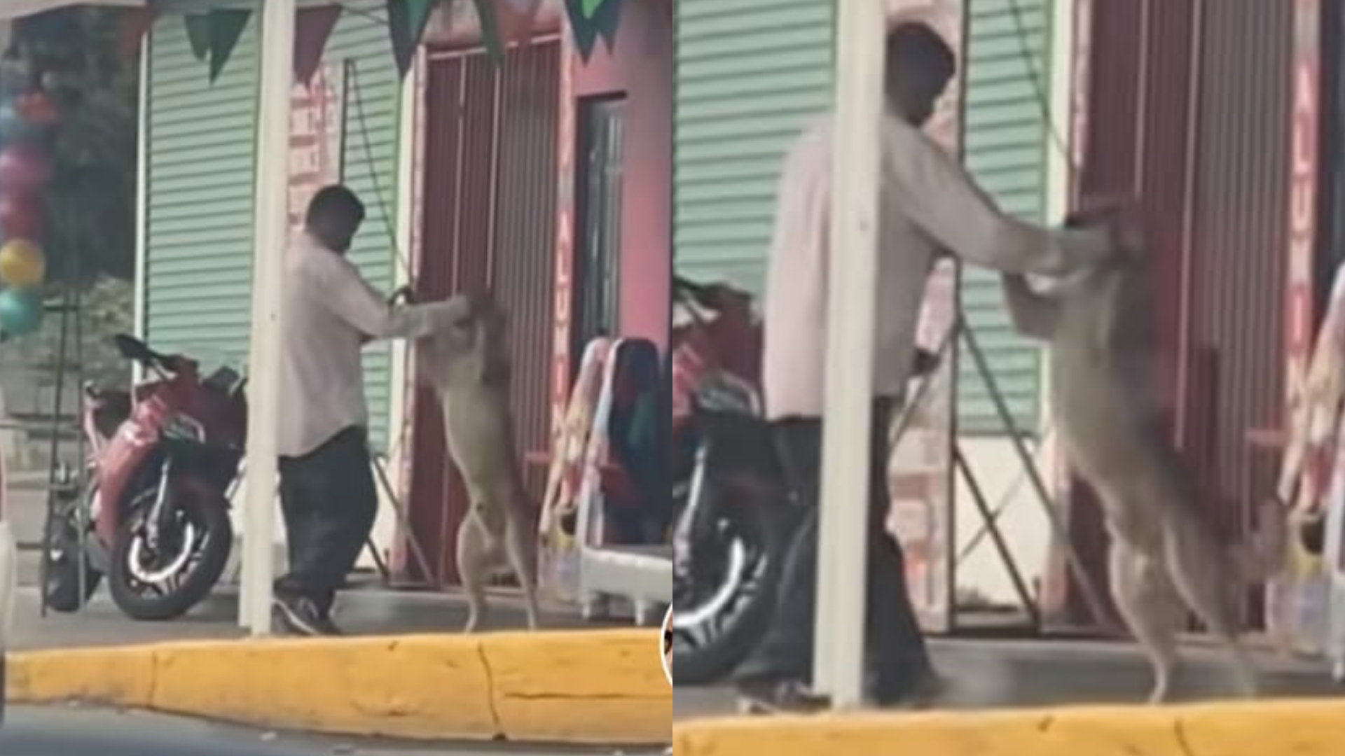 La mejor pareja”: señor se viraliza en TikTok por bailar cumbias junto a su  perrito en el Edomex - Infobae