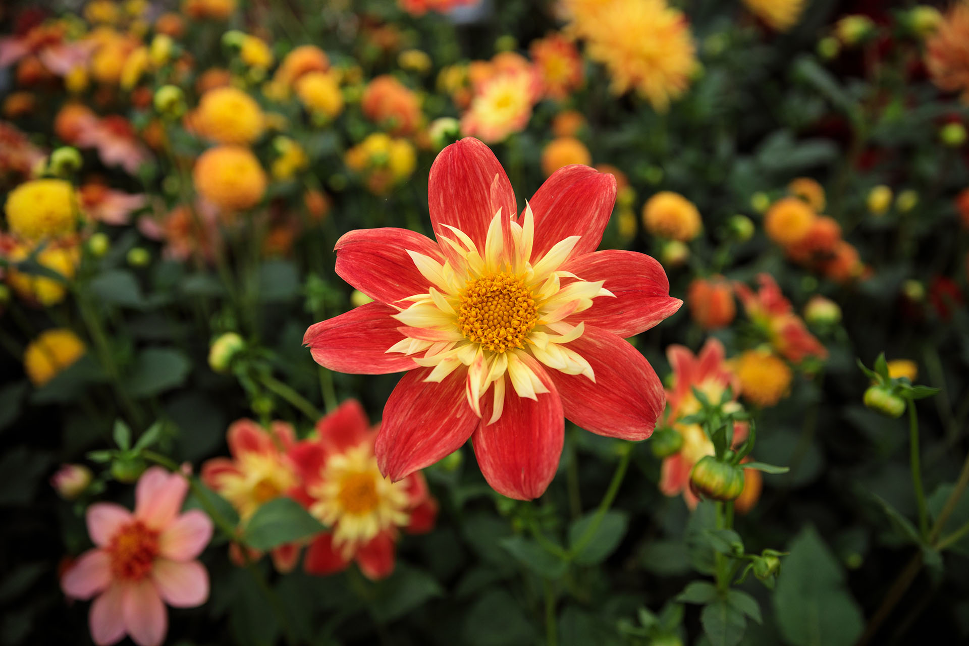 Se cultiva como flor de corte y es una de las más elegidas (Jack Taylor/Getty Images)