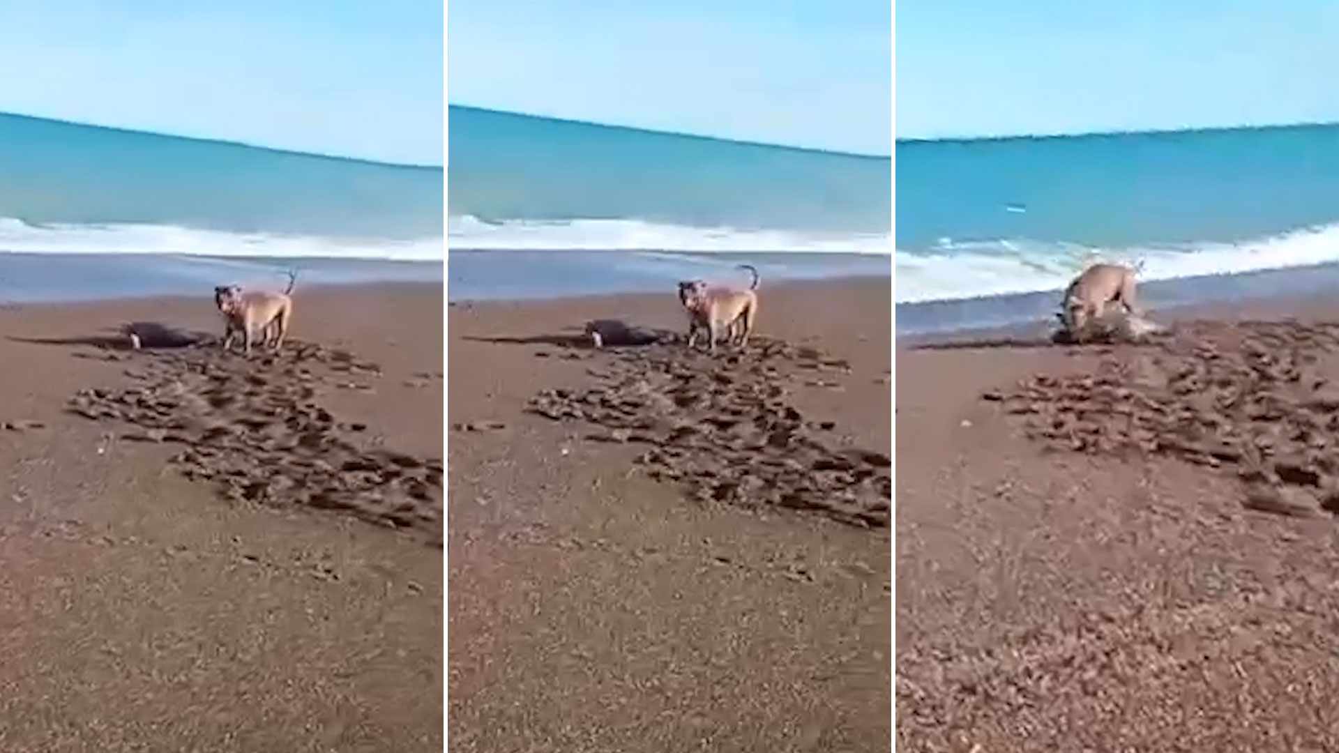 Hallaron asesinada a una mujer en Tres de Febrero e investigan un posible vínculo con la venta de drogas