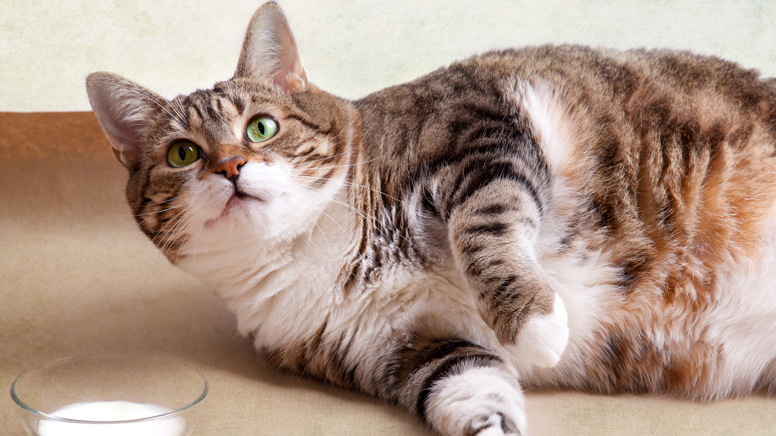 Es muy difícil de observar un gato flaco (Shutterstock)