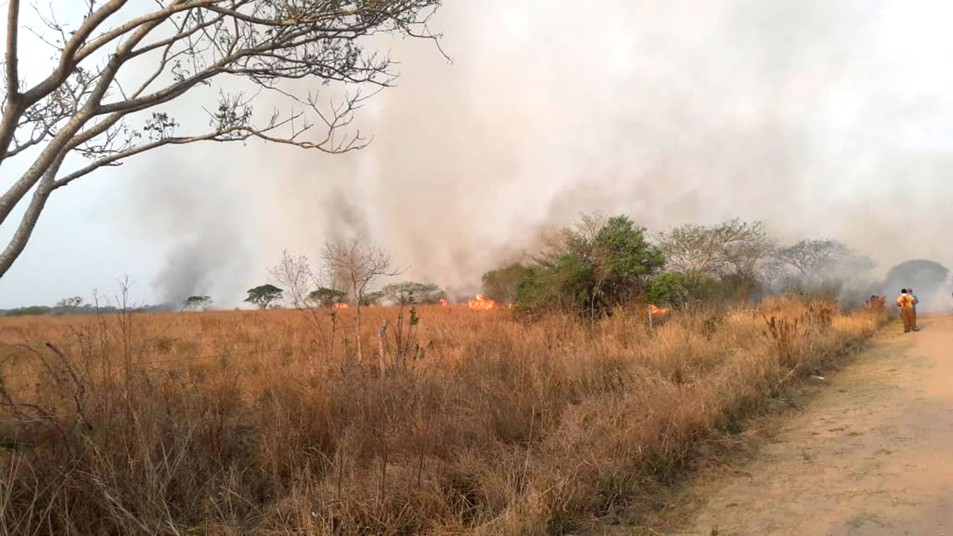 En Corrientes hay 335 mil hectáreas afectadas por los incendios y la sequía (@alejduete)