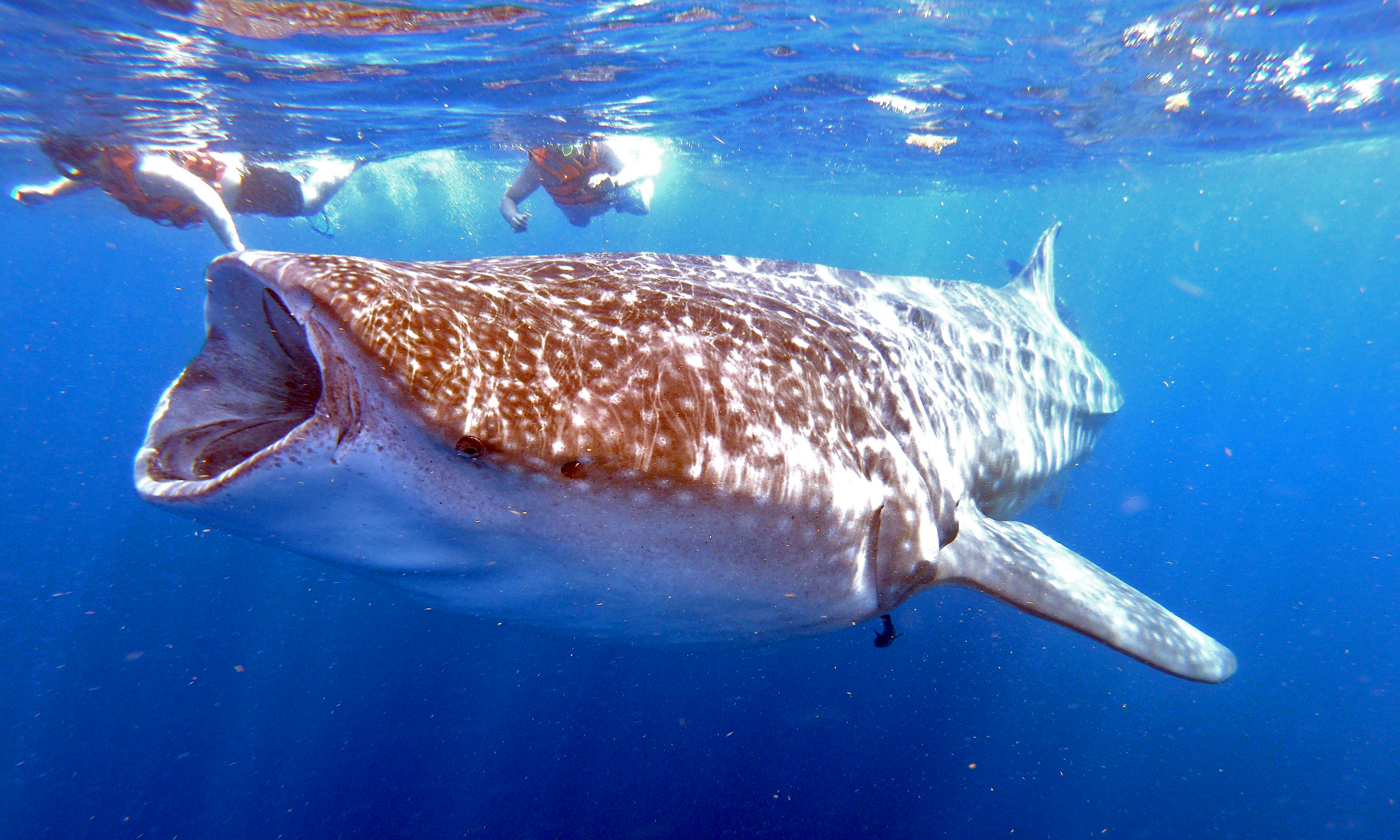 El tiburón ballena es el pez más grande que existe y se encuentra en peligro de extinción (Foto: Edier Rosado Cherrez / AFP)