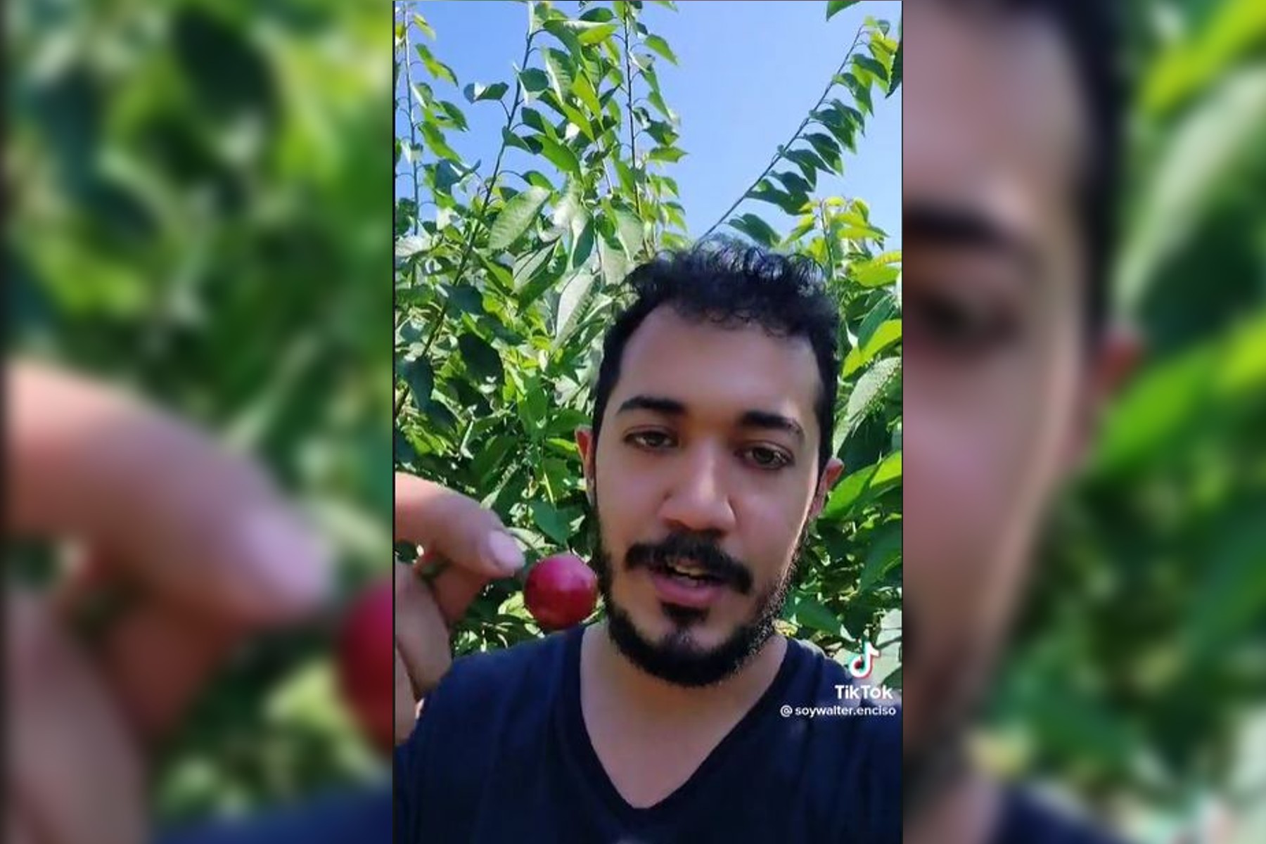 Mexicano se hace viral por mostrar pisca de cereza en Canadá (Foto: Captura de pantalla)