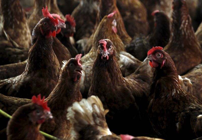 FOTO DE ARCHIVO. Pollos son vistos en una granja contaminada mientras los trabajadores del Ministerio de Protección Animal se preparan para sacrificarlos para contener un brote de gripe aviar, en una granja de la localidad Modeste, Costa de Marfil, archivo.  REUTERS/Luc Gnago