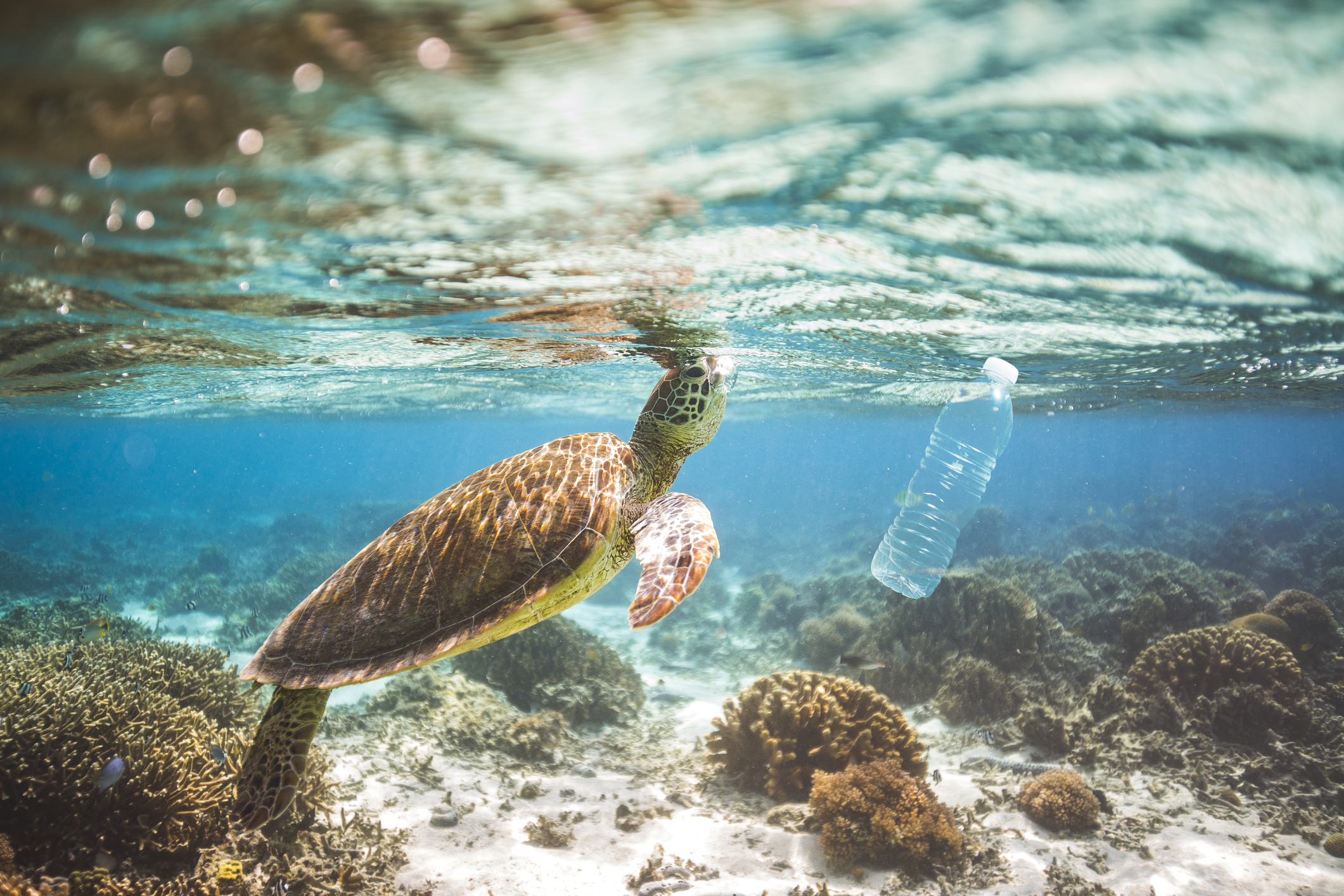 Para el año 2050, la ONU estima que podría haber más plástico que animales en el mar