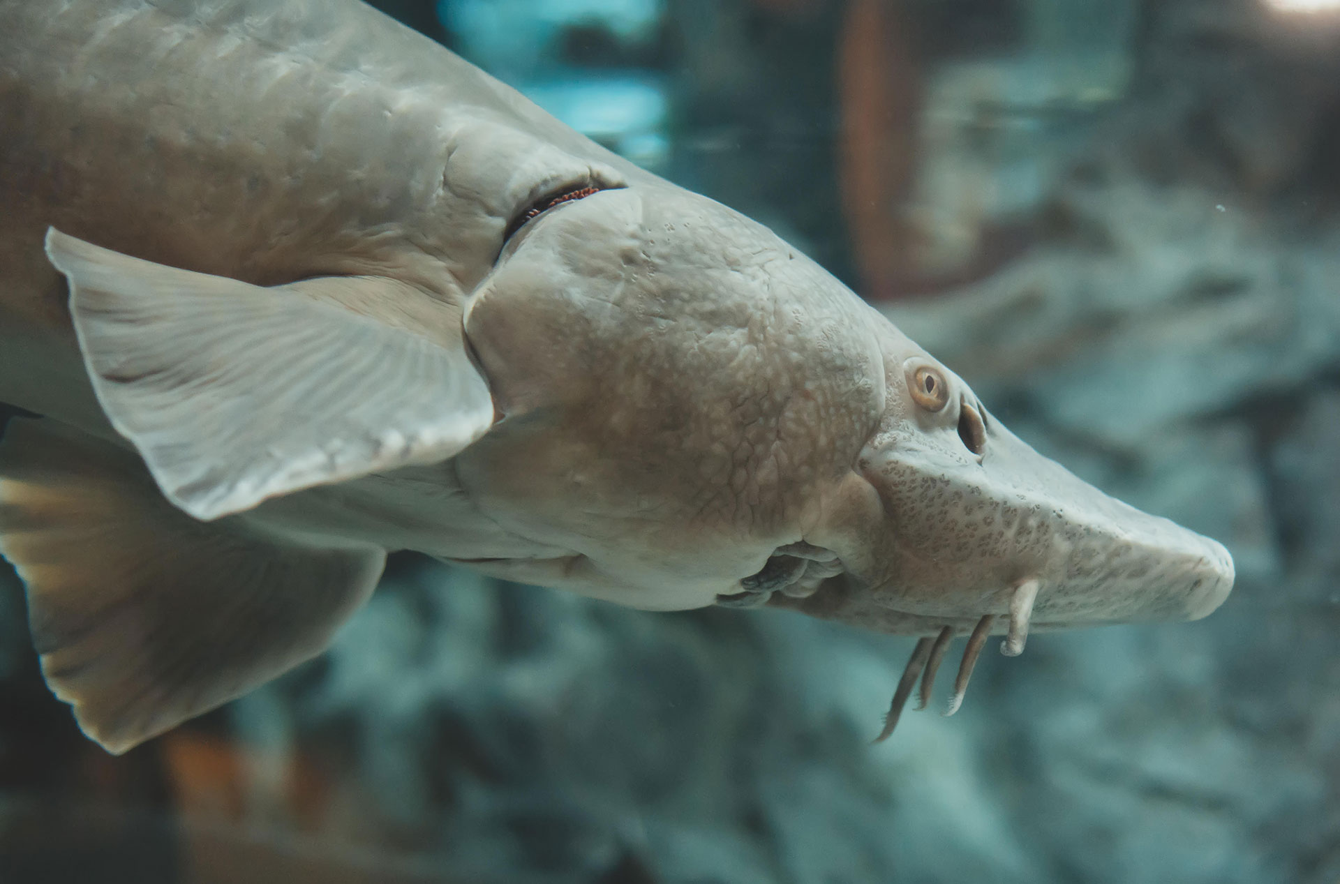 Los esturiones son una de las especies de peces más antiguas y casi no han sufrido cambios a lo largo de los años (Grosbygroup)