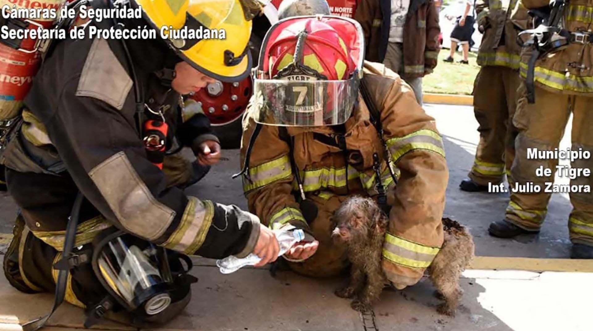 Los bomberos, además, pudieron salvar a un perro que había quedado en medio de las llamas