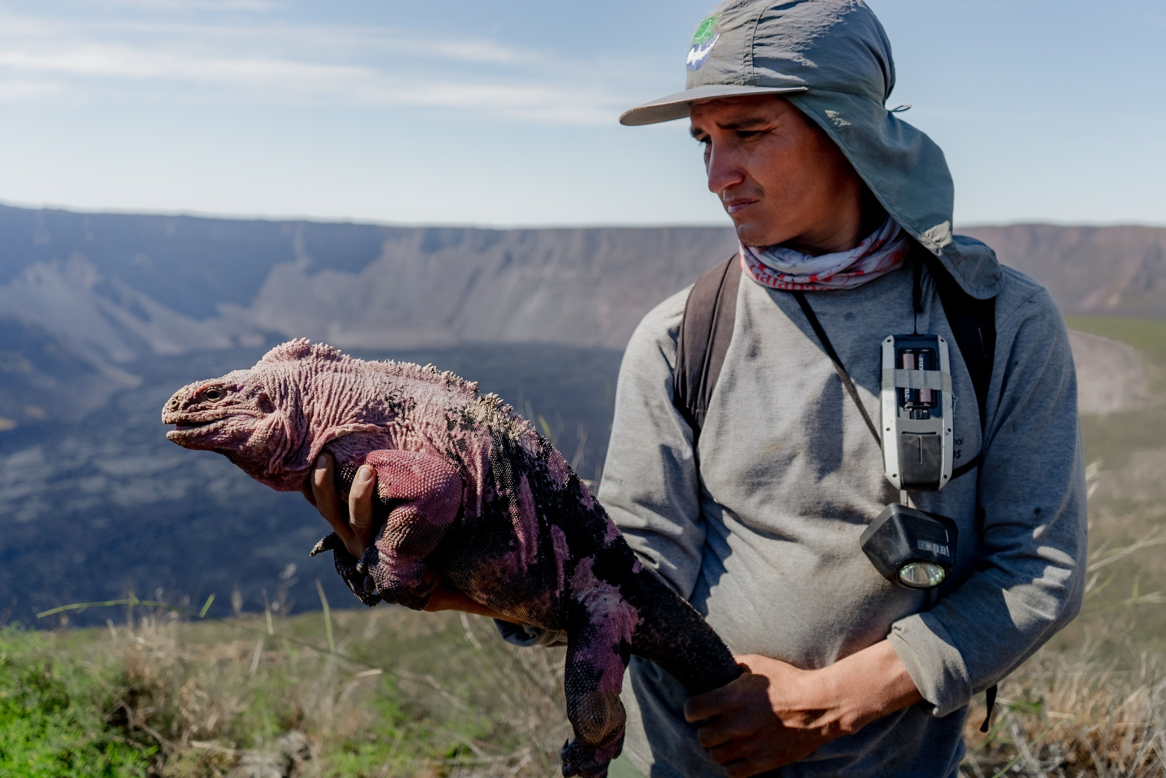 Las iguanas rosadas, endémicas de las islas Galápagos, habrían sido comercializadas bajo permiso CITES, según ambientalistas. (EFE/ Parque Nacional Galápagos)
