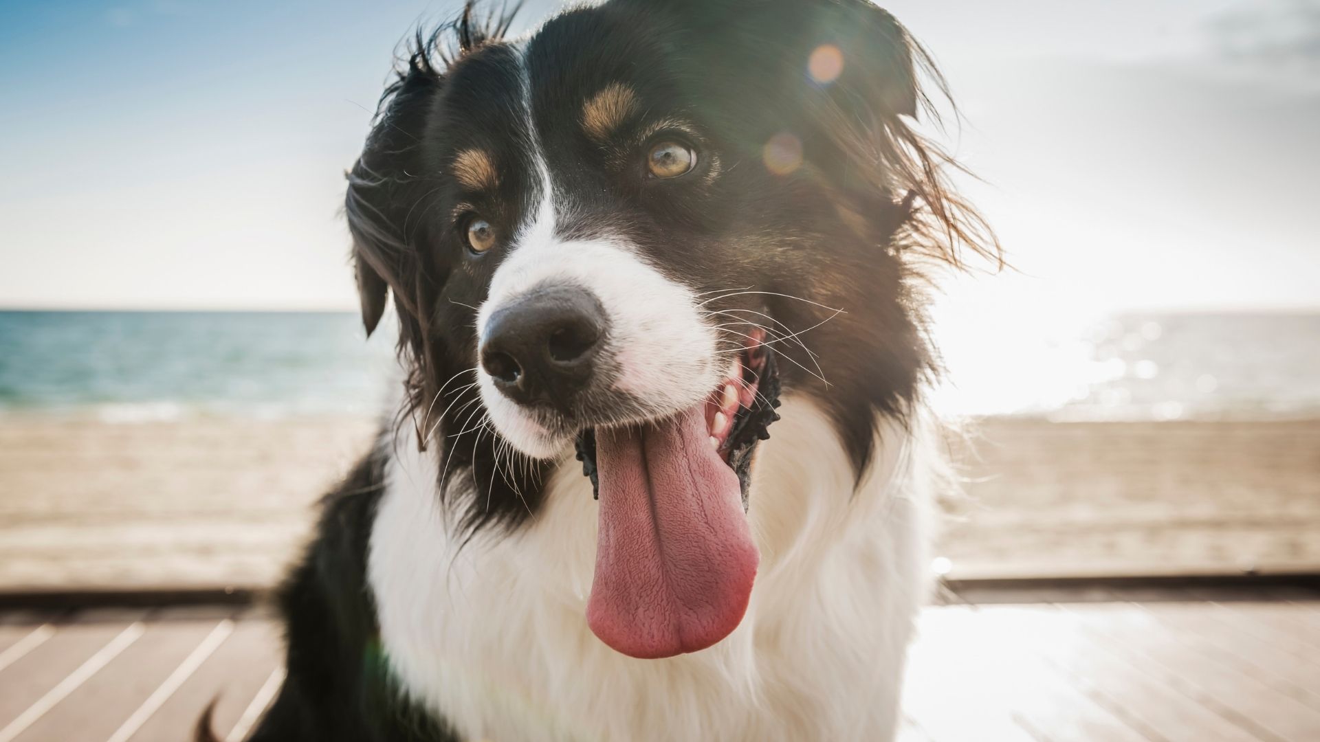 El habla transmite señales acústicas de diagnóstico de identidad que ayudan a humanos y a perros a distinguir a sus conocidos (Getty)