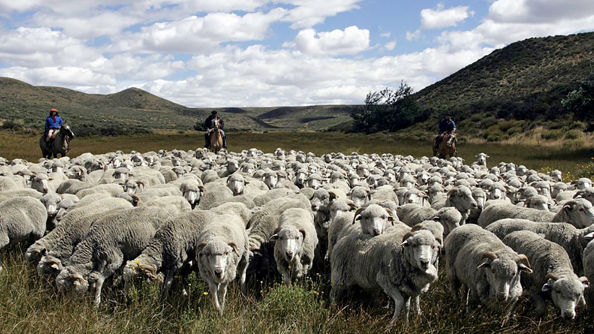 Plan Lanar: el Gobierno pagó las primeras compensaciones a productores ovinos por más de $ 500 millones