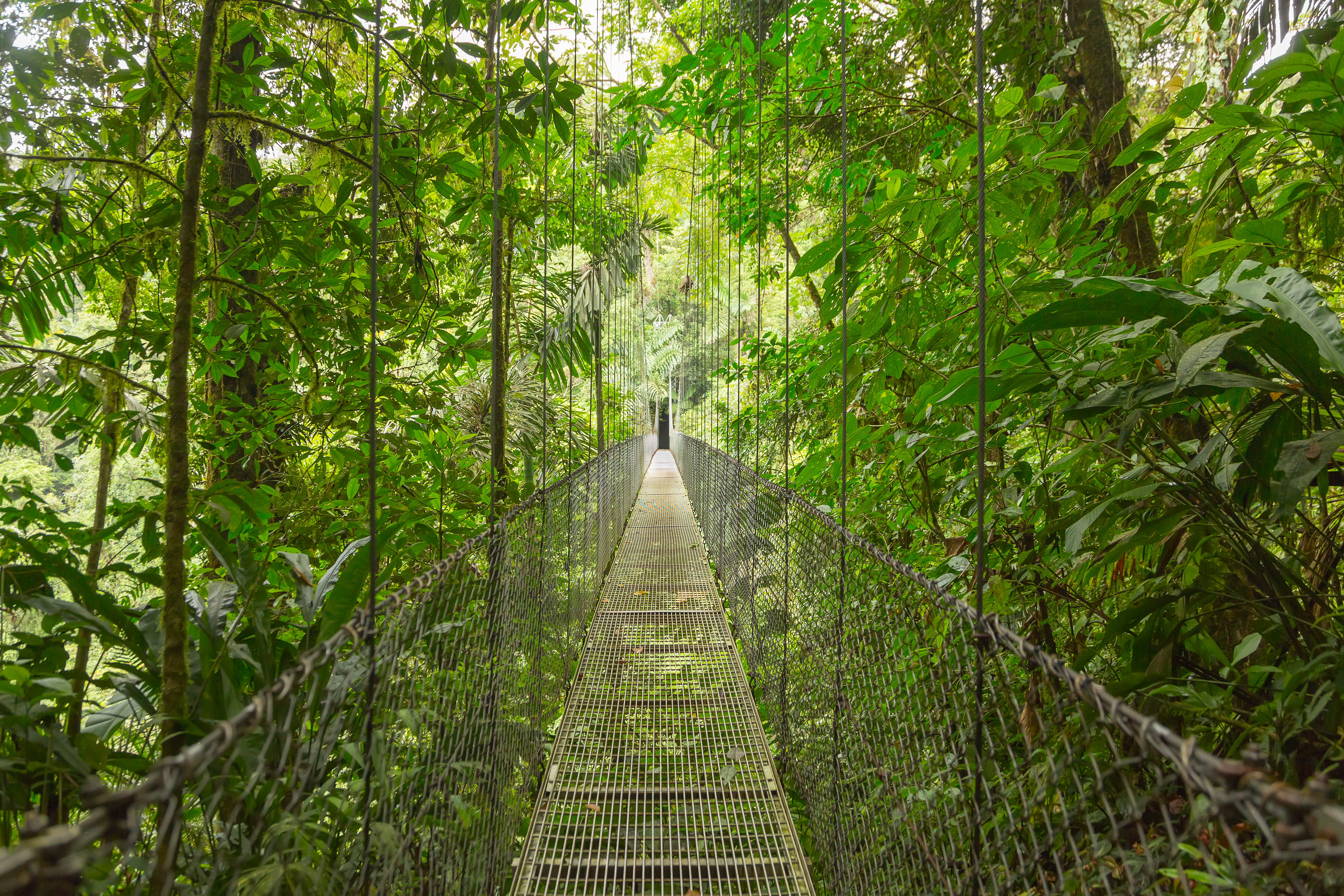 La vegetación es una de las cosas que destaca a Costa Rica (Shutterstock)